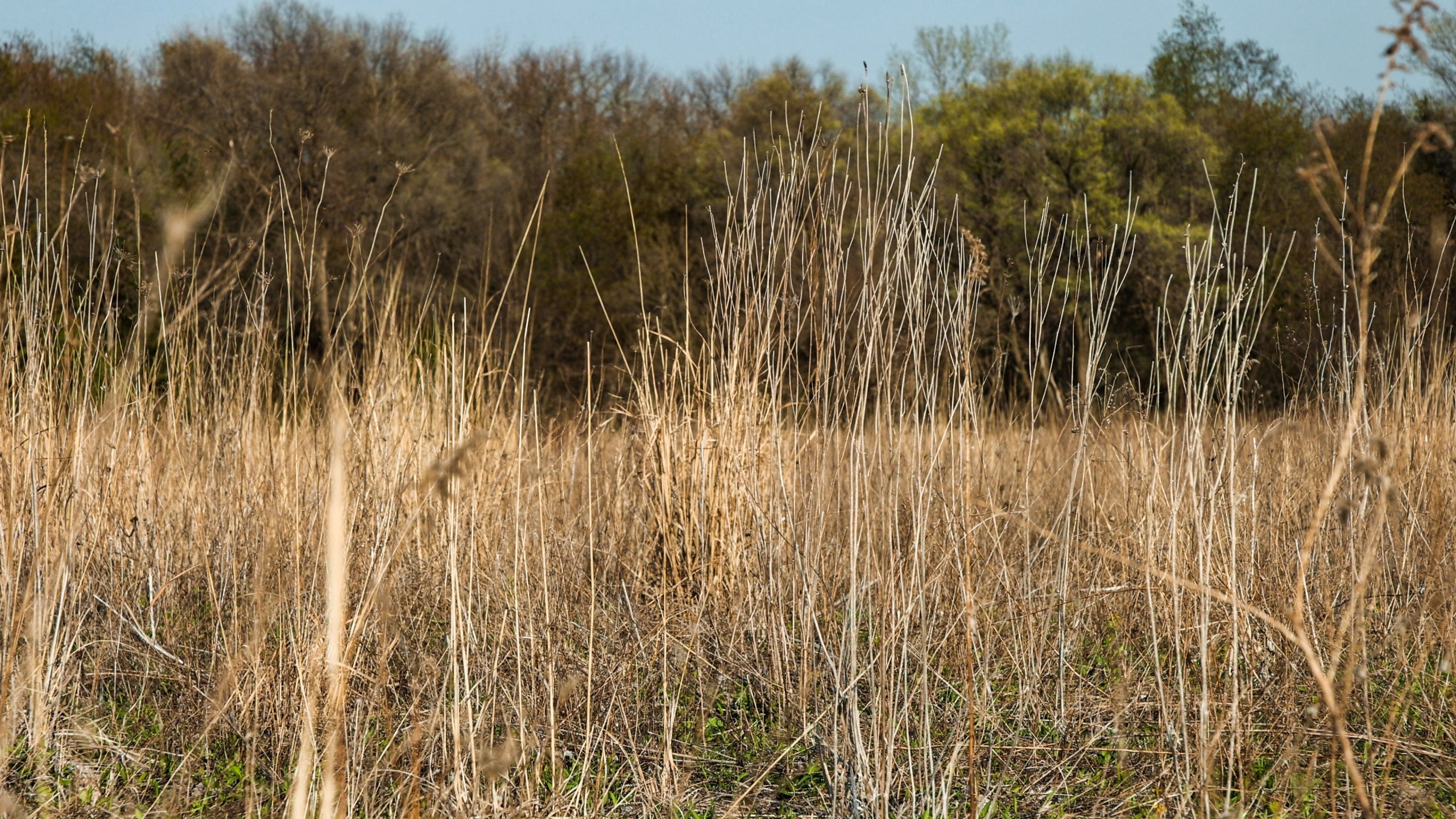 Adams County, Iowa Farmland For Sale