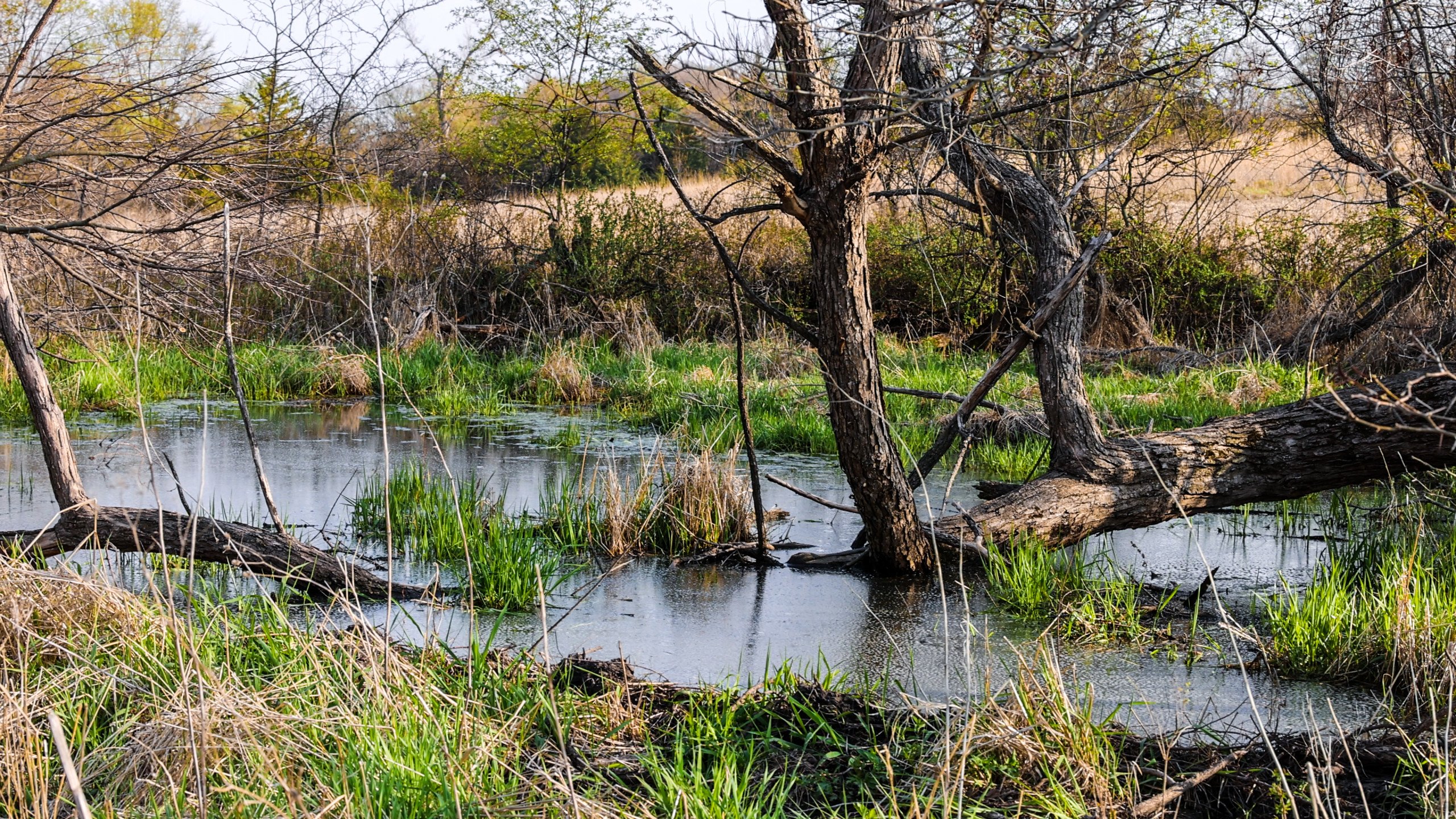 Adams County, Iowa Farmland For Sale