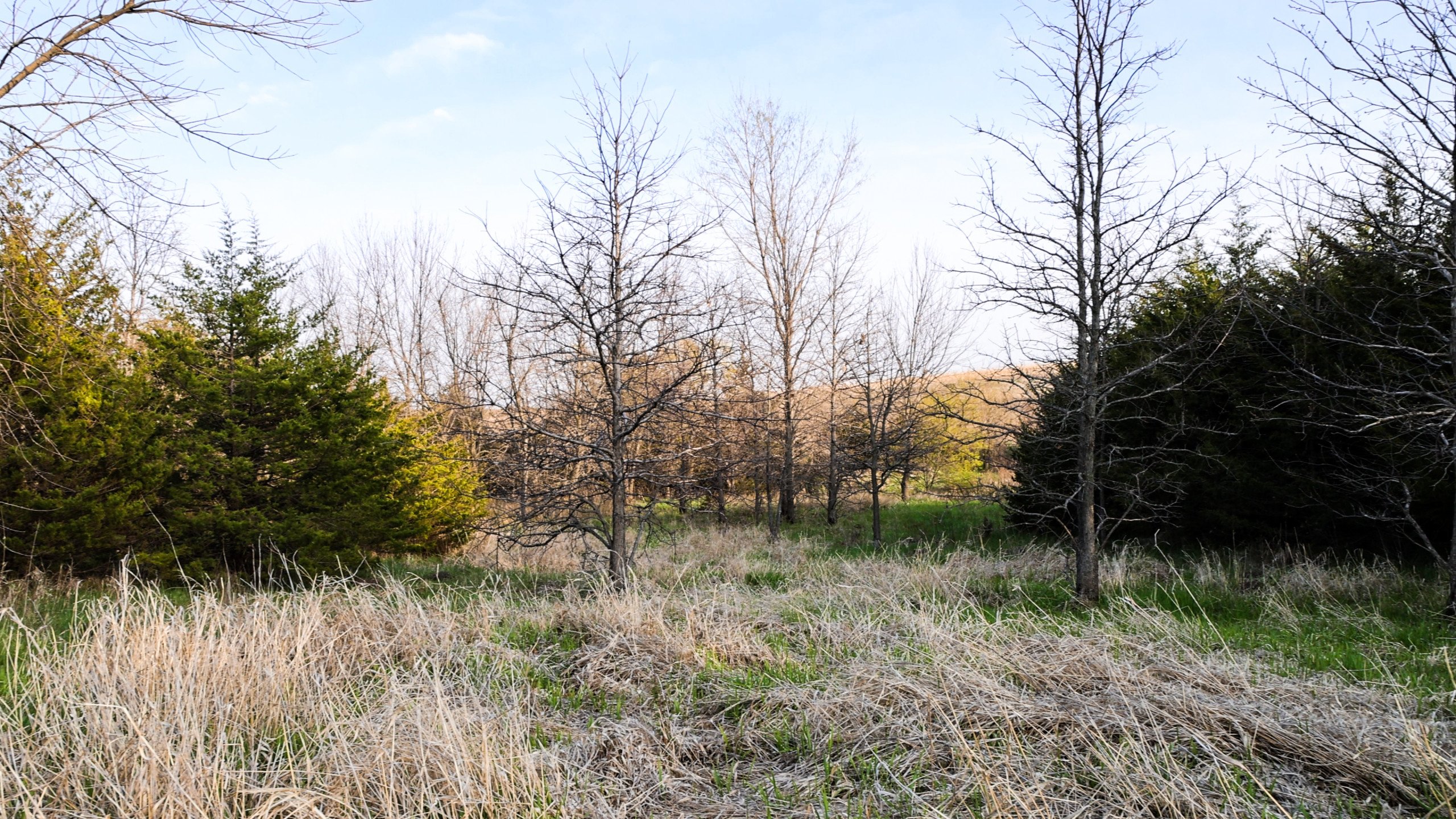 Adams County, Iowa Farmland For Sale