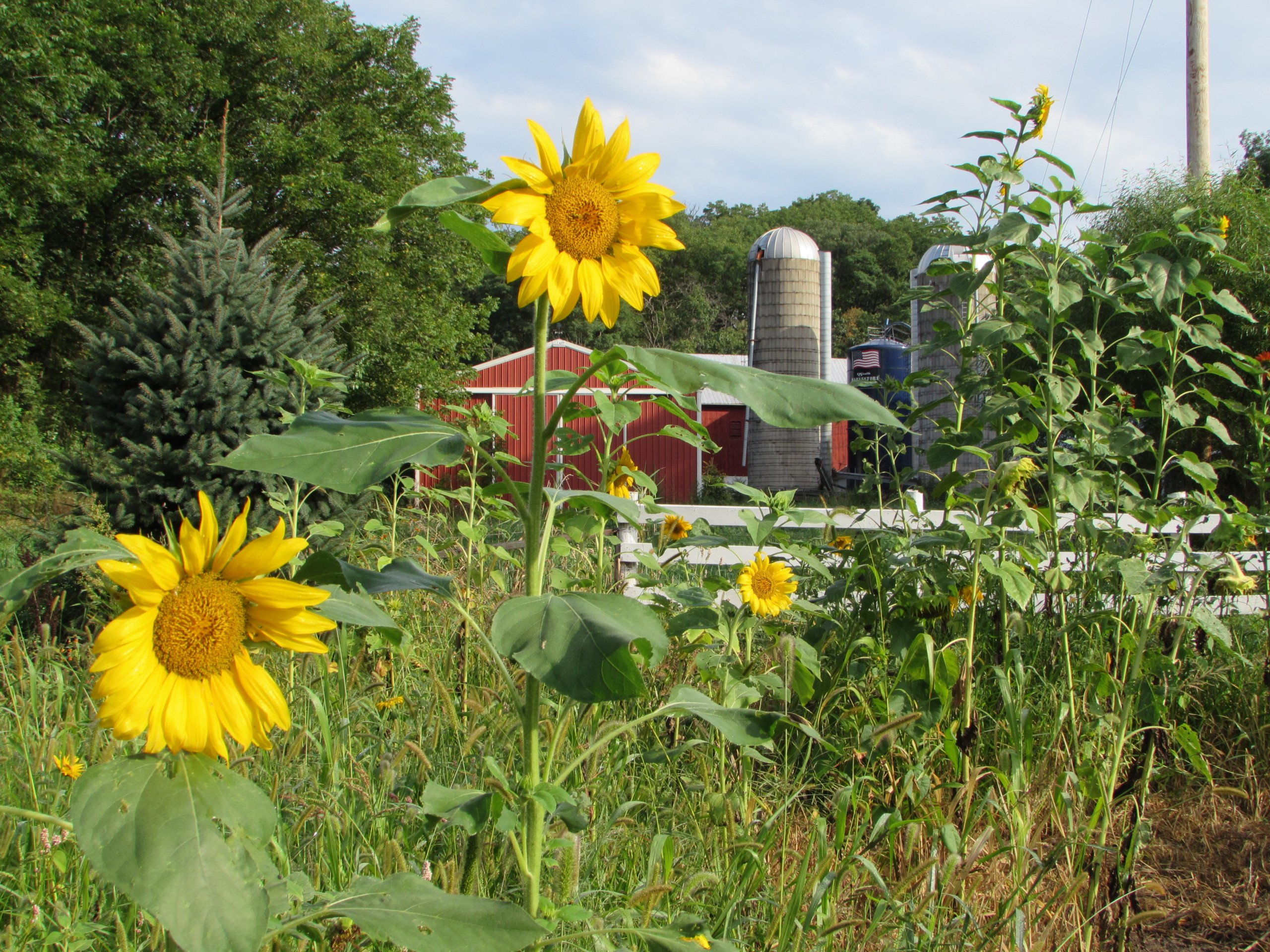 land-green-county-wisconsin-40-acres-listing-number-16816-hermansonfarm5-0.jpg