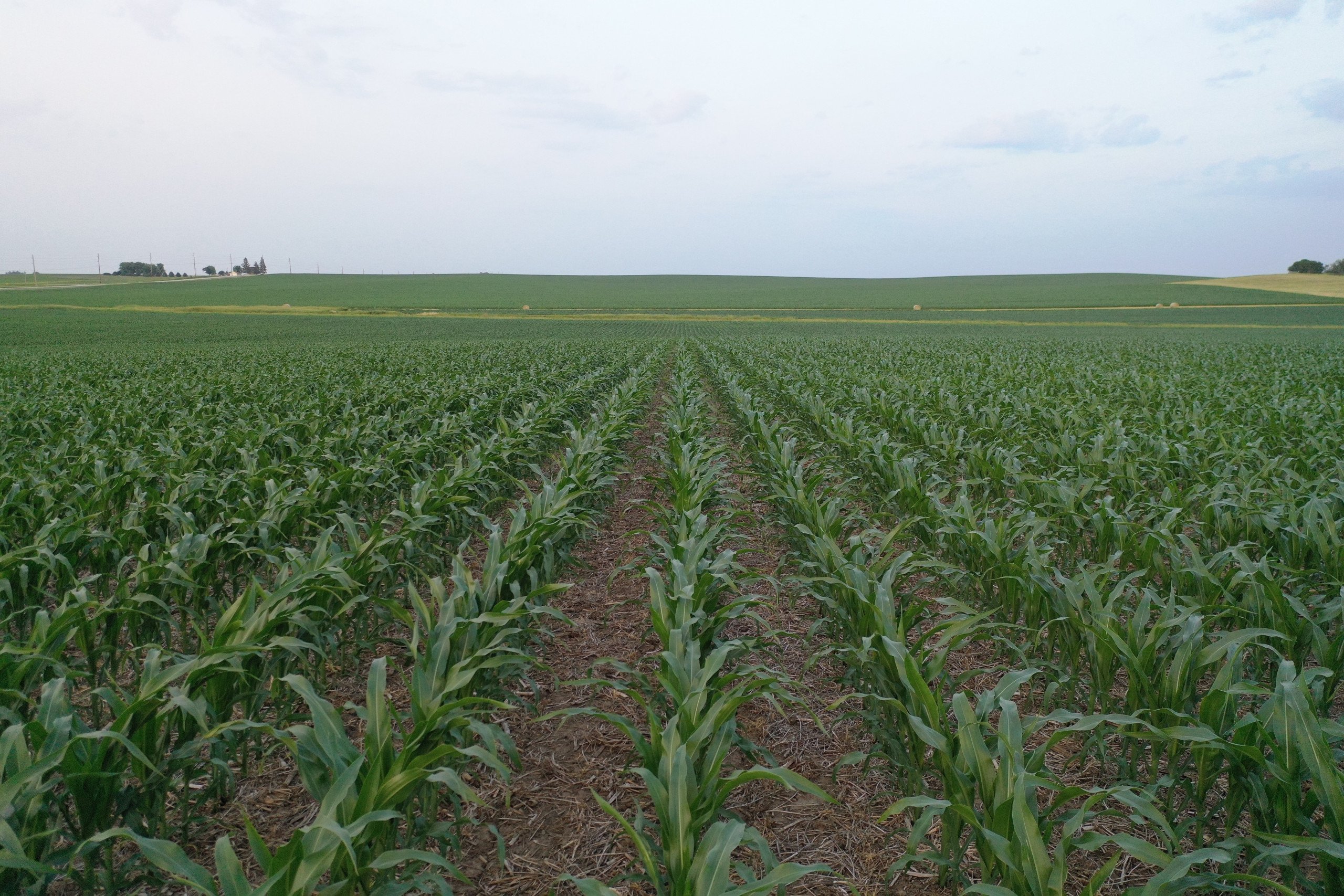 Grundy County, Iowa Farmland Available