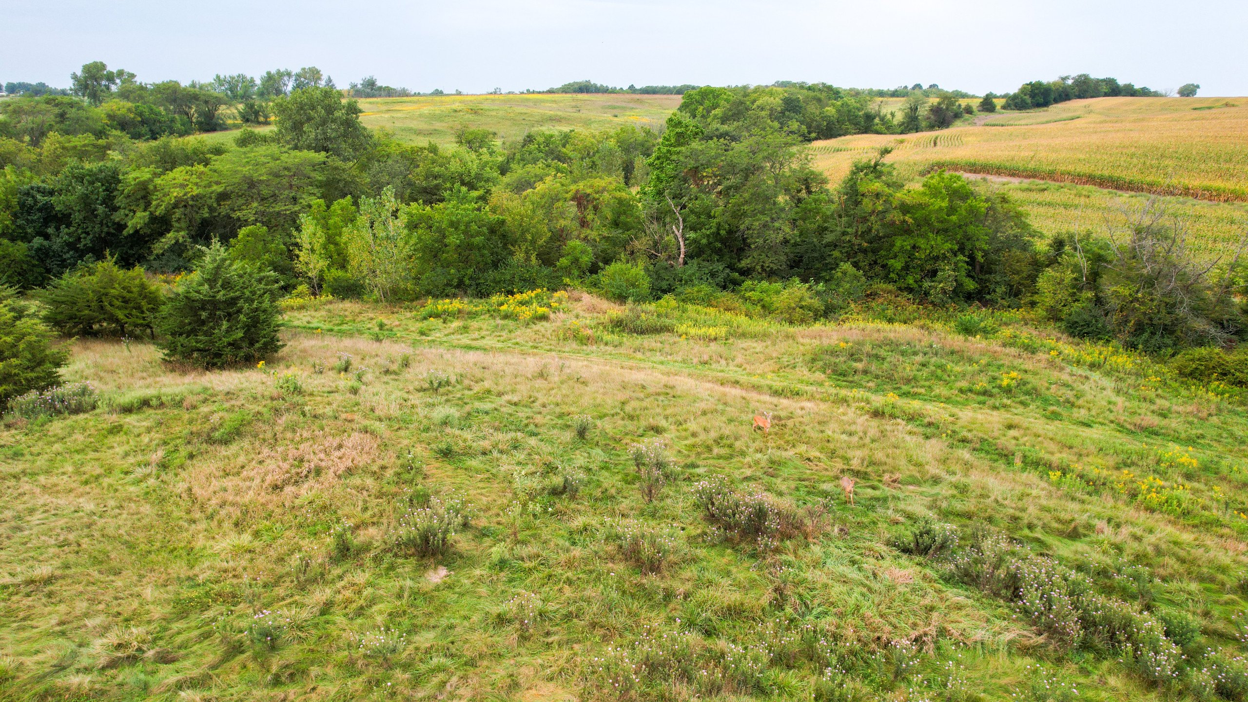 land-appanoose-county-iowa-97-acres-listing-number-16880-DJI_0283-6.jpg