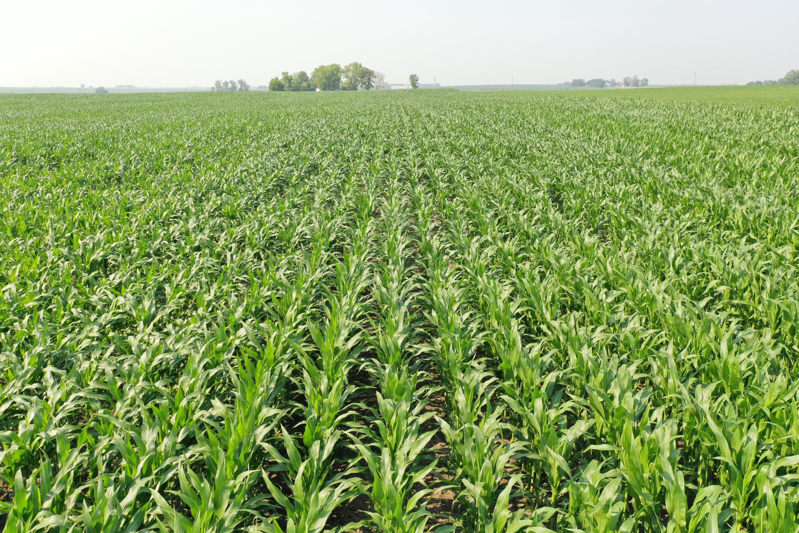 Dallas County, Iowa Farmland Available