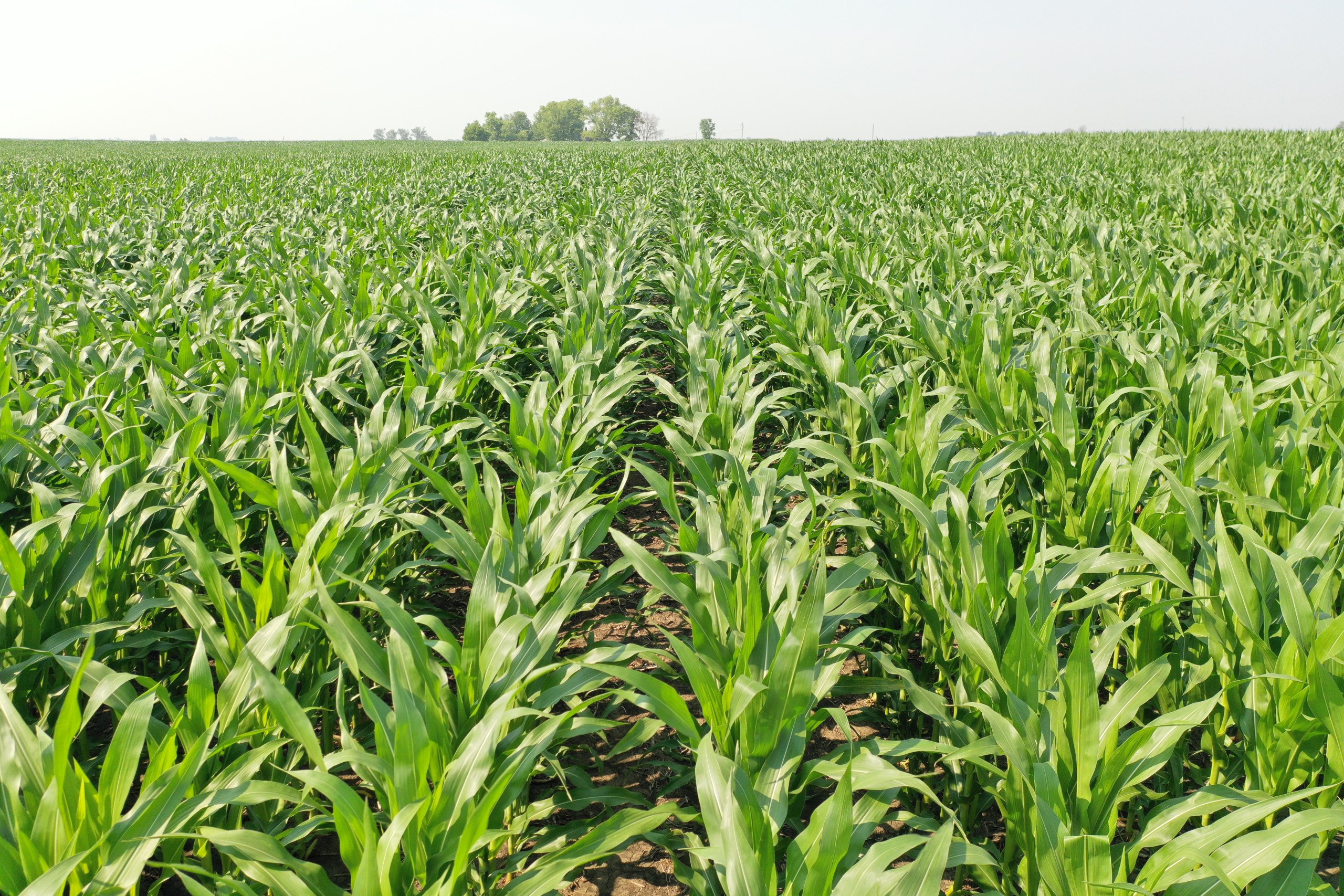 Dallas County, Iowa Farmland Available