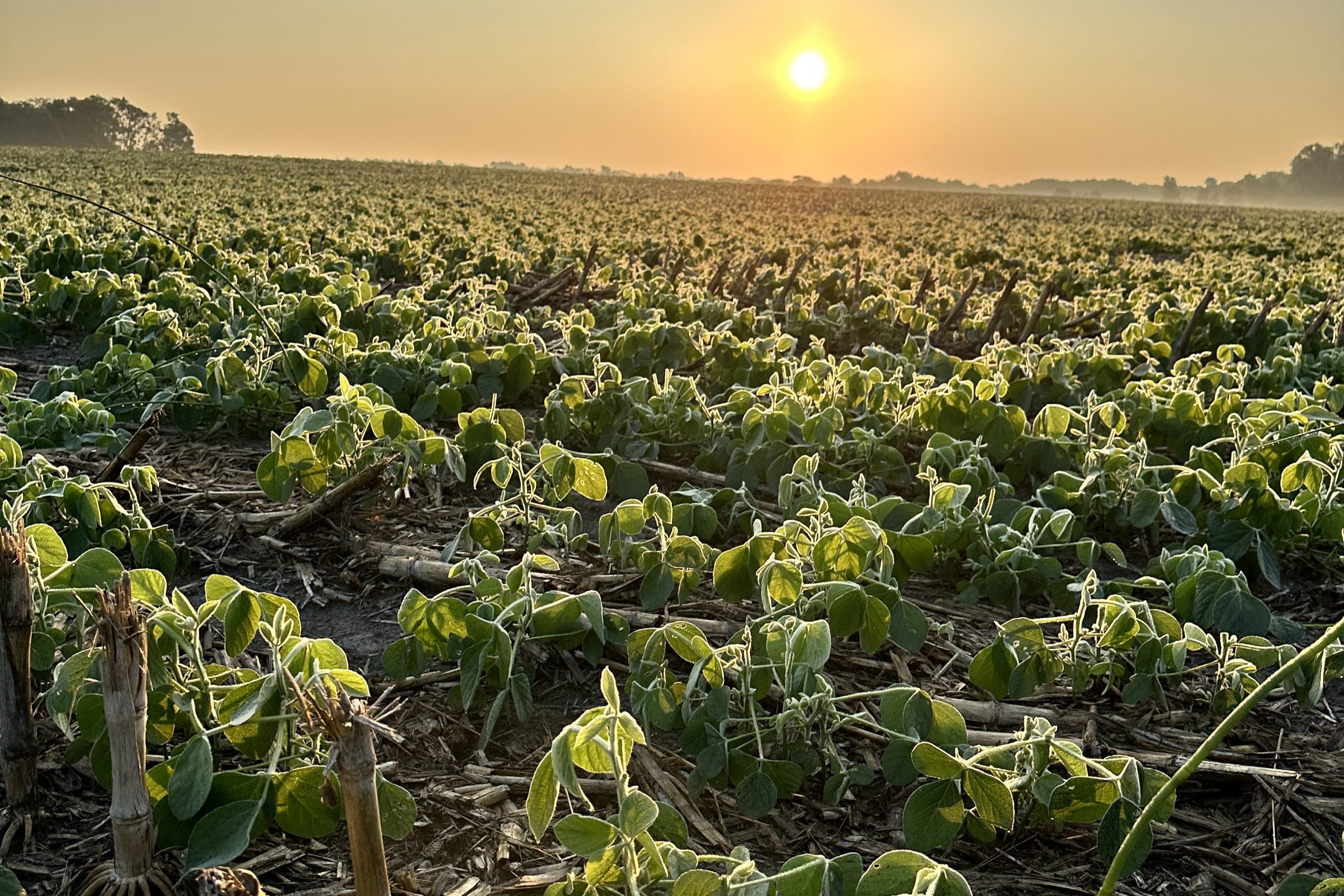 Dallas County, Iowa Farmland Available