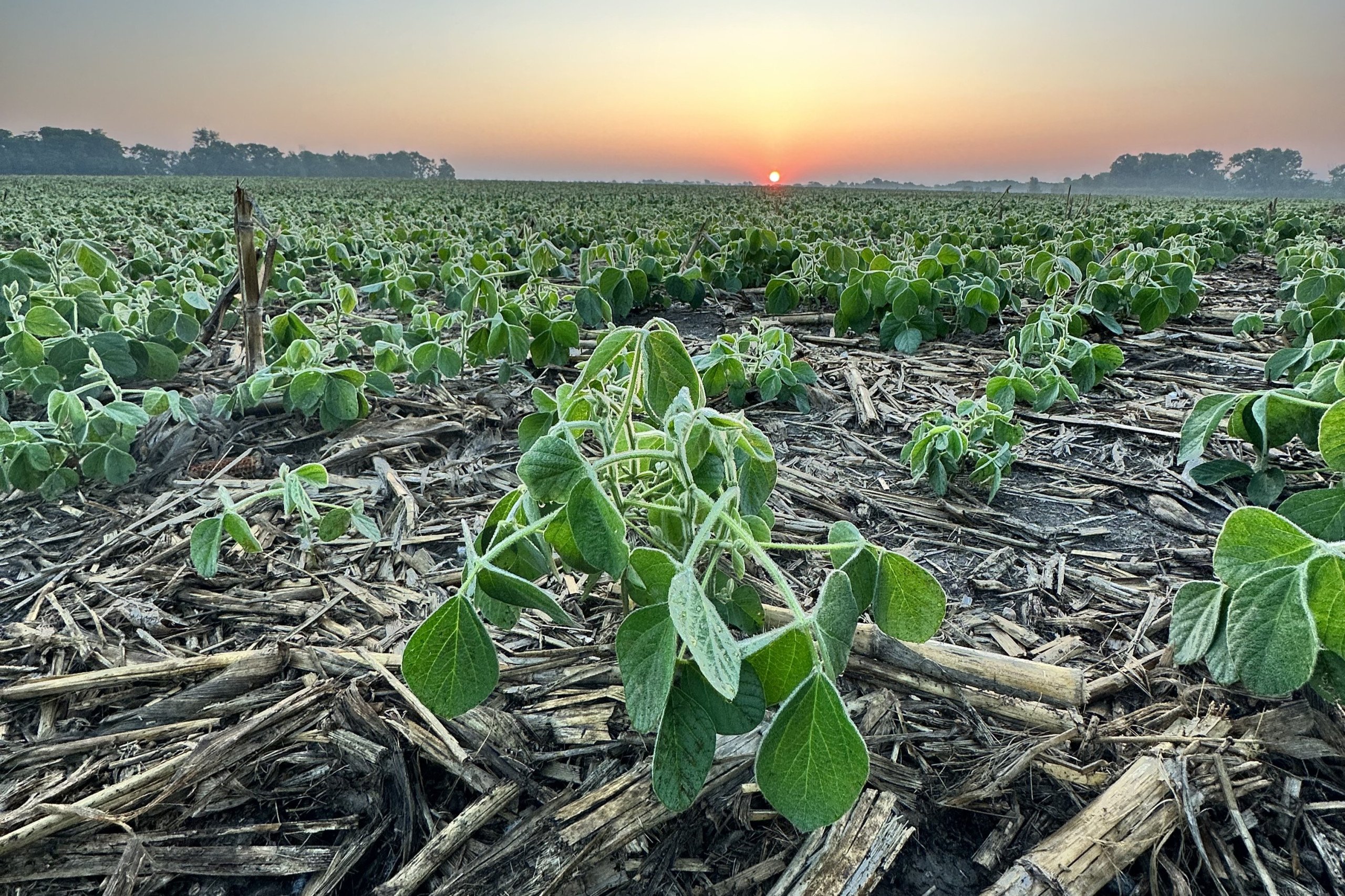 Dallas County, Iowa Farmland Available