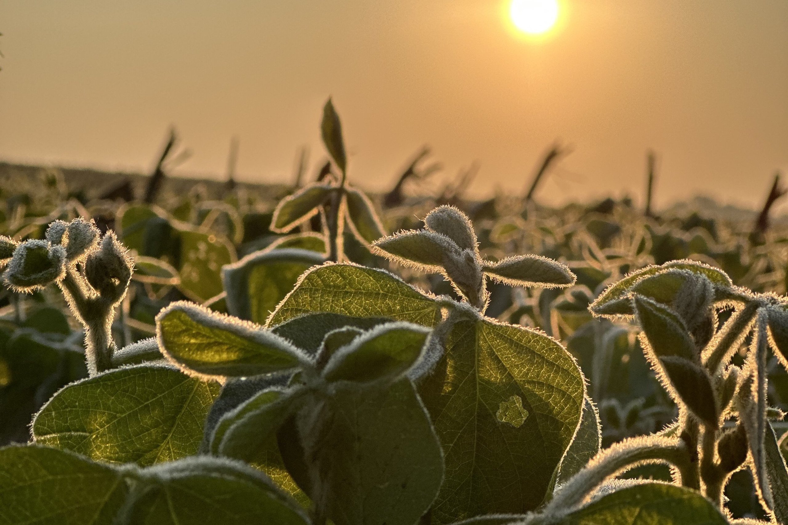 Dallas County, Iowa Farmland Available