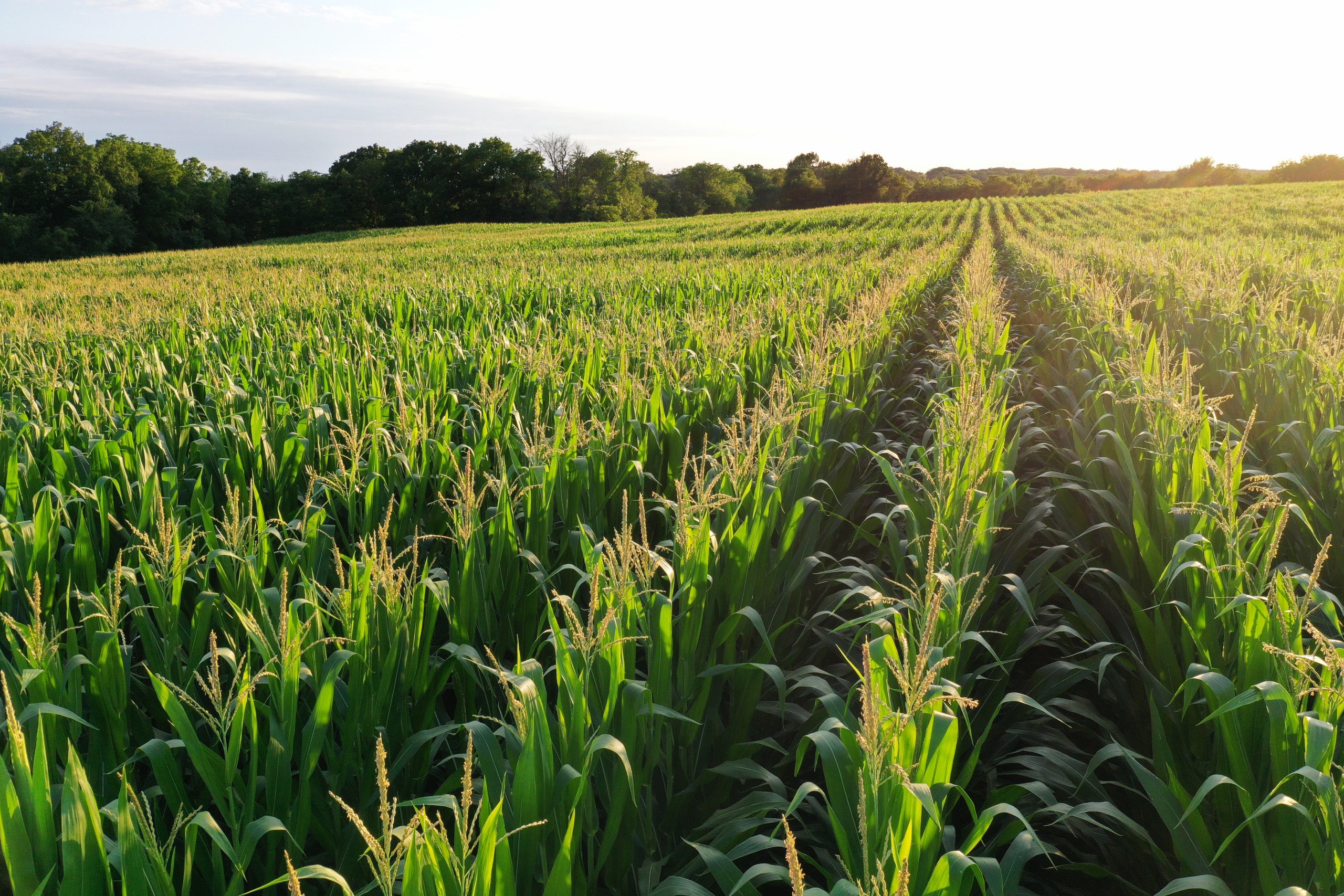 land-decatur-county-iowa-22-acres-listing-number-16970-DJI_0901 (1)-6.jpg