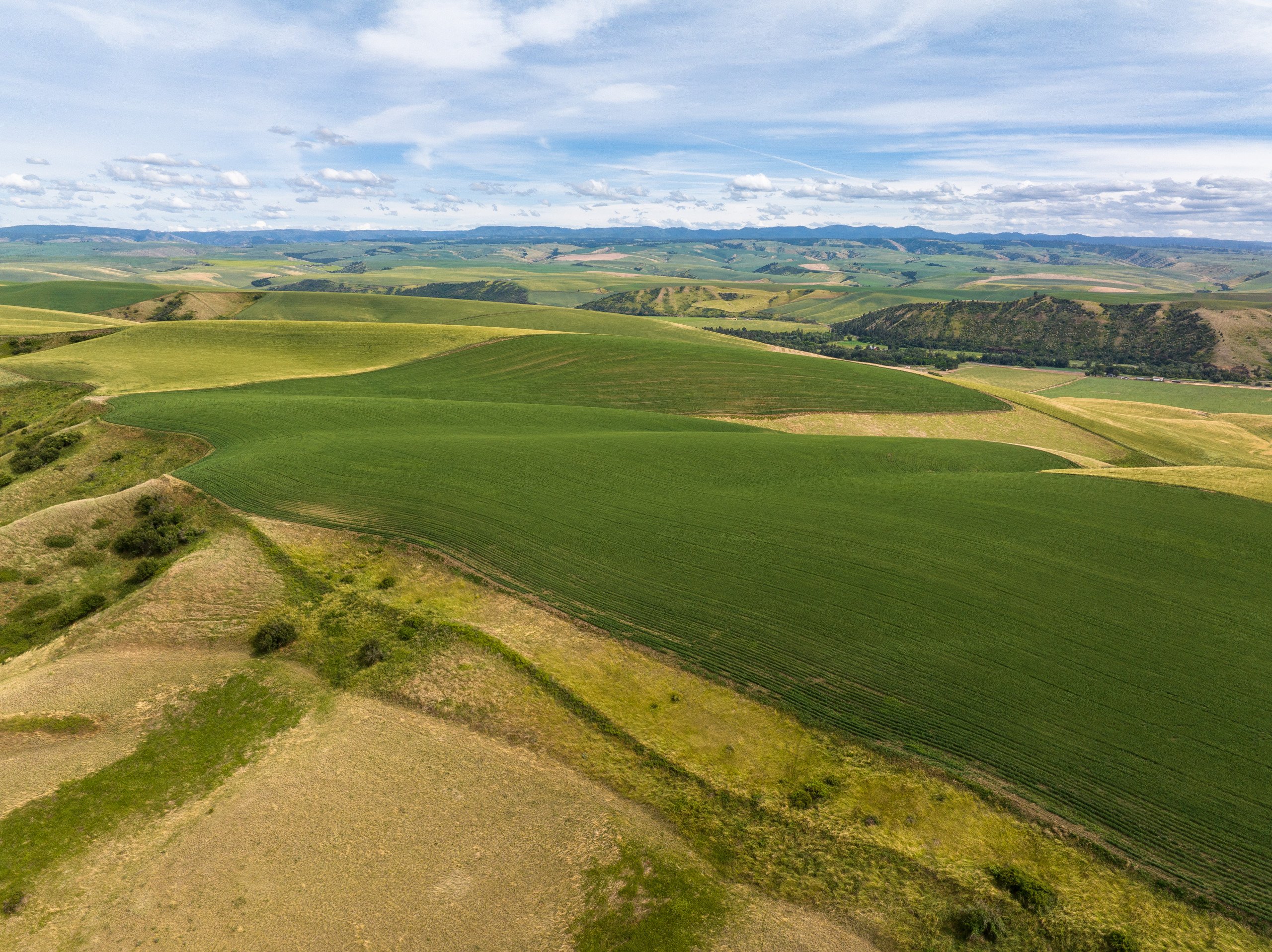 auctions-land-columbia-walla-walla-county-washington-6608-acres-listing-number-16972-DJI_20230617165747_0280-0.jpg