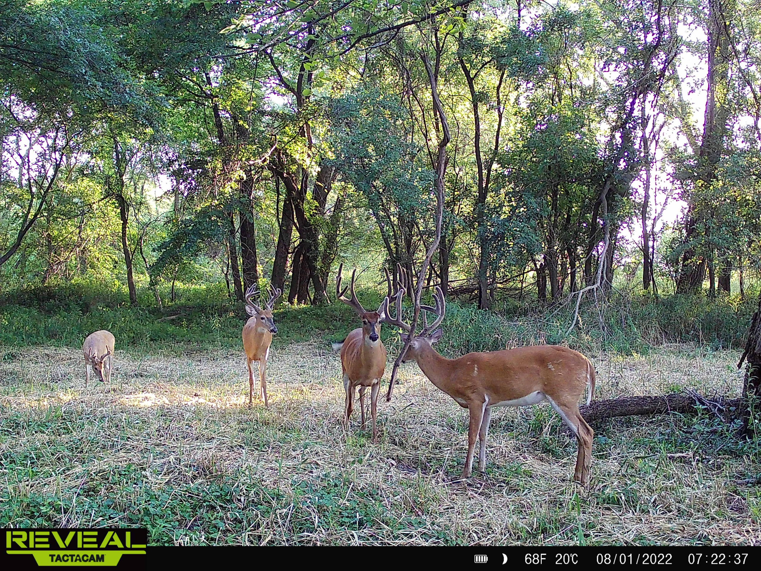 land-polk-county-iowa-57-acres-listing-number-16983-SYFW0134-0.jpg