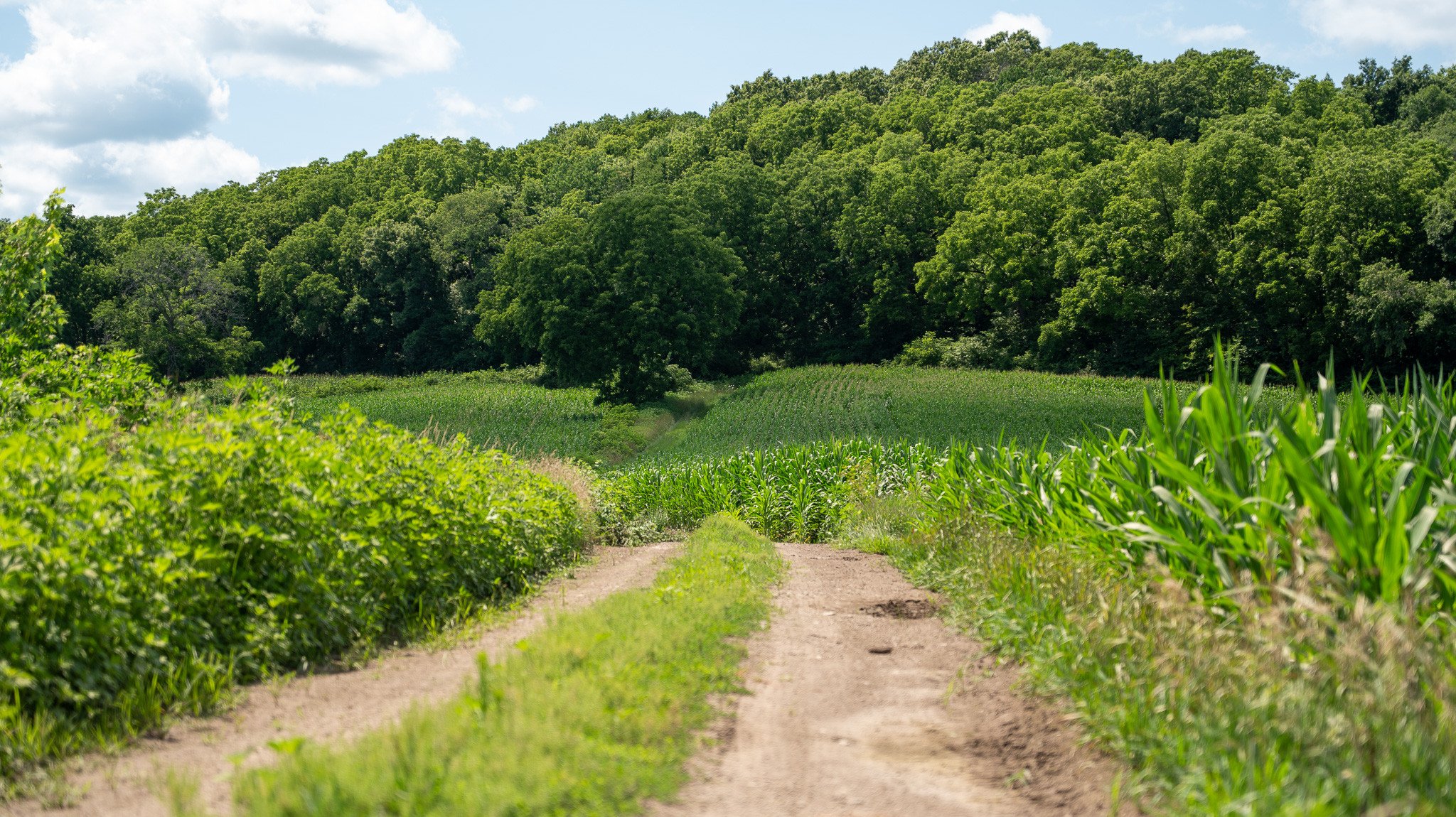 land-dane-county-wisconsin-80-acres-listing-number-16991-P1001897-3.jpg