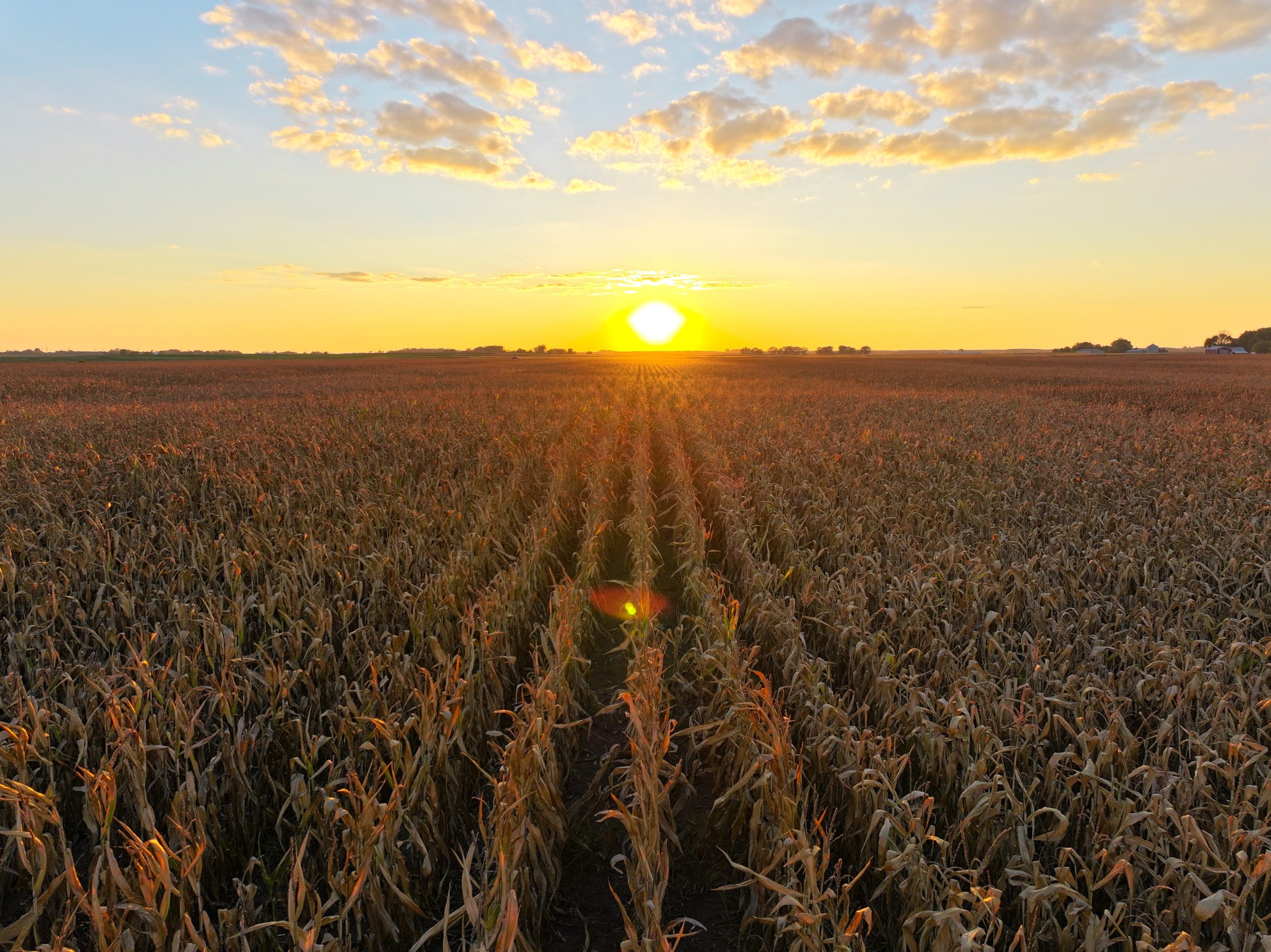 land-wright-county-iowa-361-acres-listing-number-16995-DJI_20230917191836_0112_D-1-2.jpg