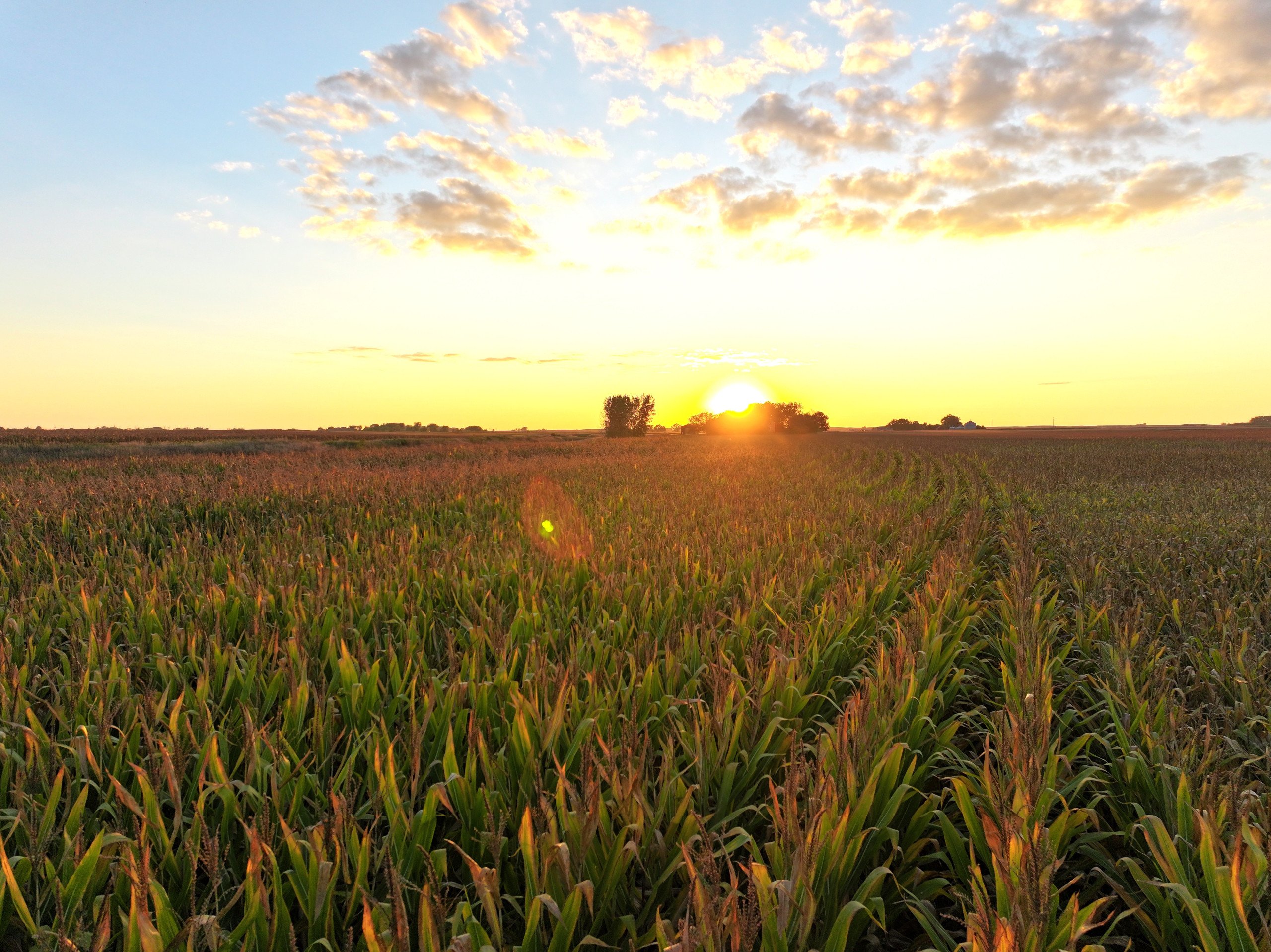 land-wright-county-iowa-361-acres-listing-number-16995-DJI_20230917192032_0124_D-1-1.jpg