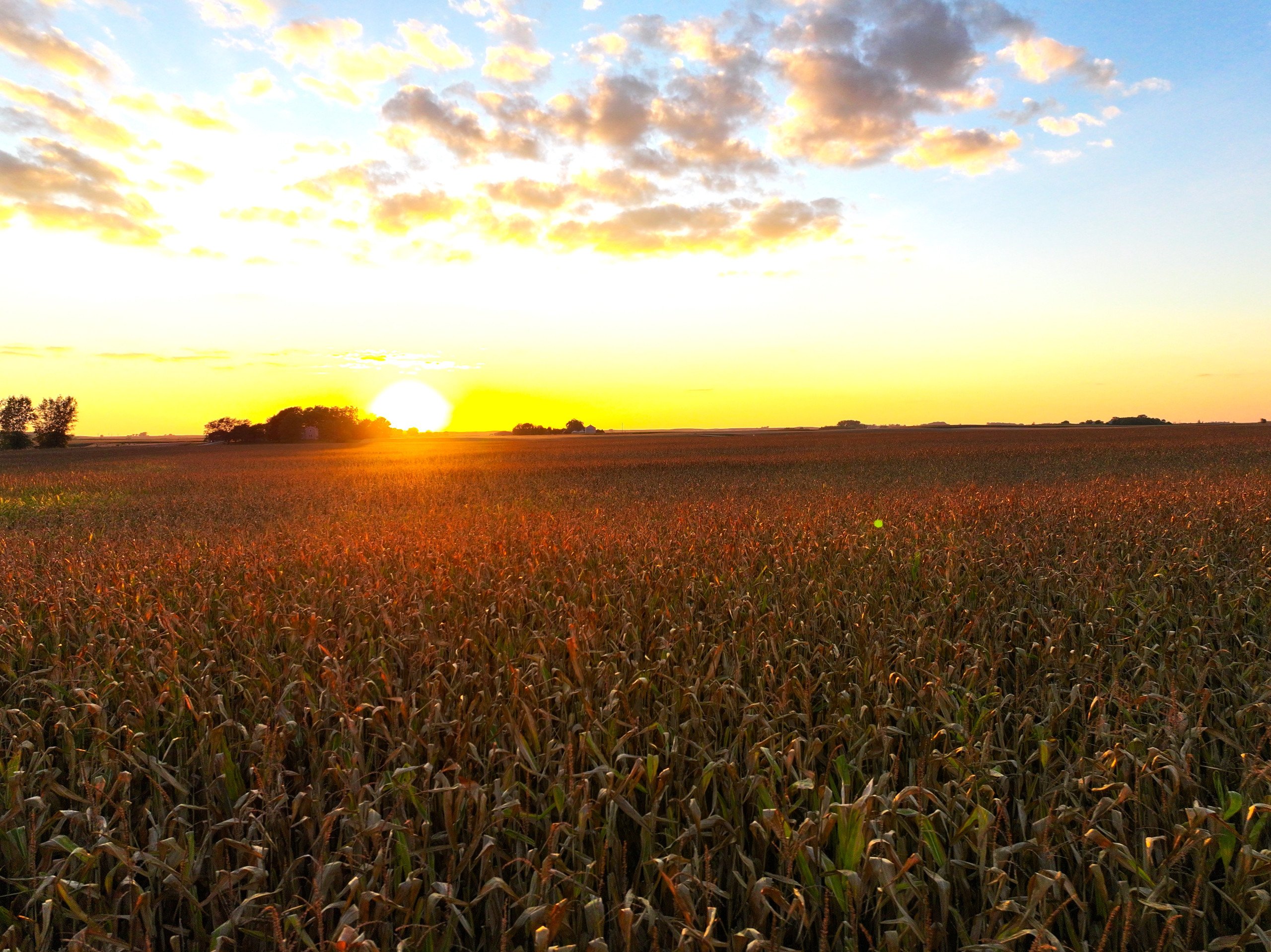 land-wright-county-iowa-361-acres-listing-number-16995-DJI_20230917192101_0128_D-1-0.jpg