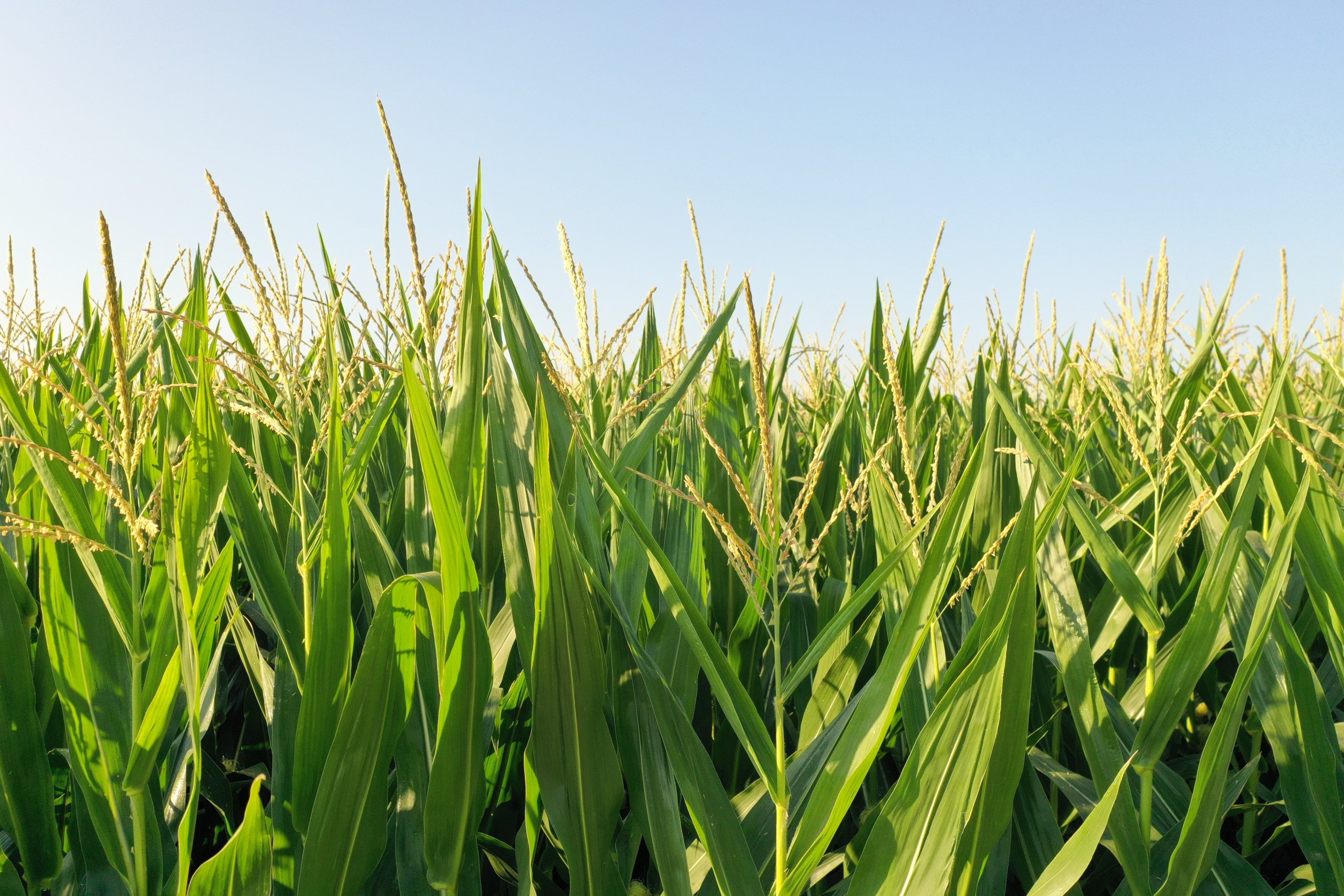 Jasper County, Iowa Farmland Auction