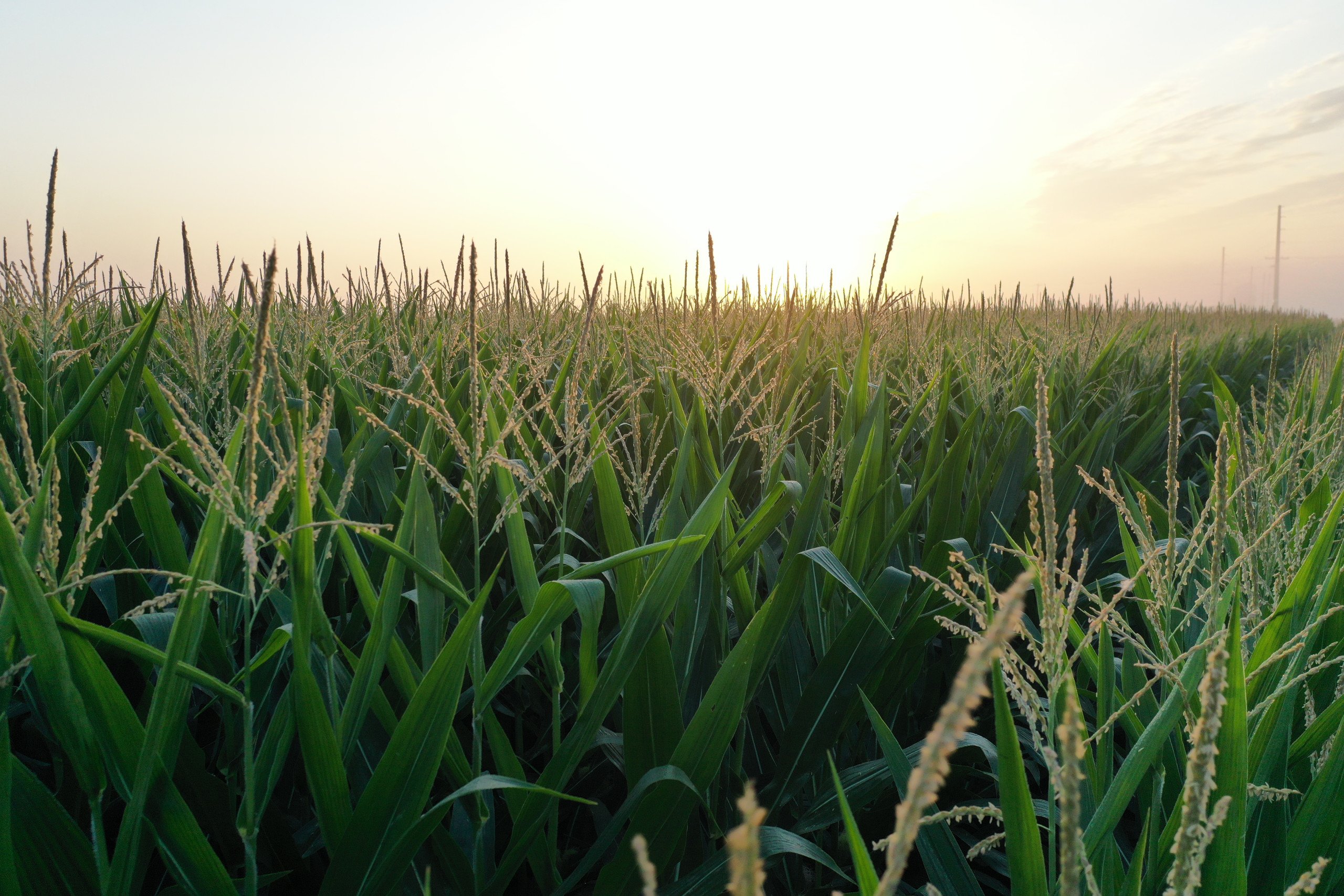 Jasper County, Iowa Farmland Auction