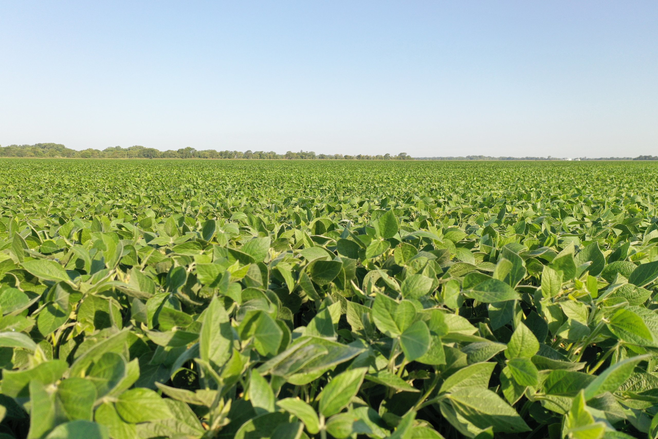 Jasper County, Iowa Farmland Auction