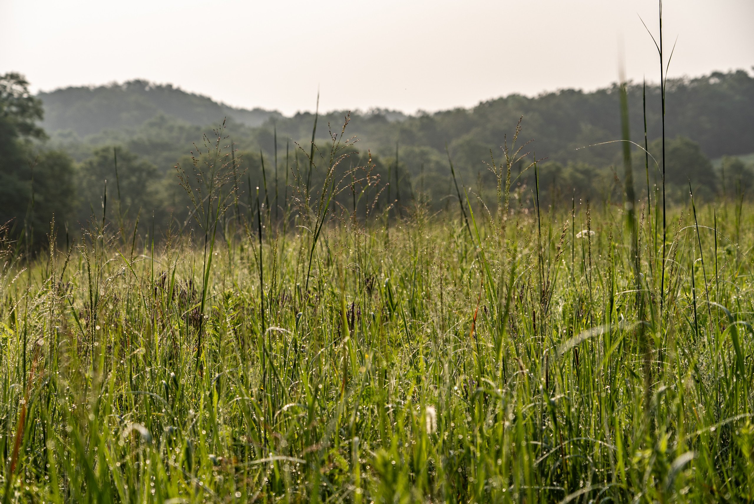 land-van-buren-county-iowa-1306-acres-listing-number-17013-DSC04535-2.jpg