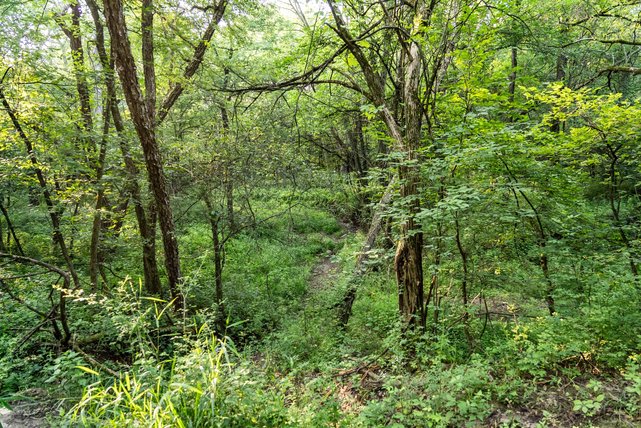 land-van-buren-county-iowa-1306-acres-listing-number-17013-DSC04544-3.jpg