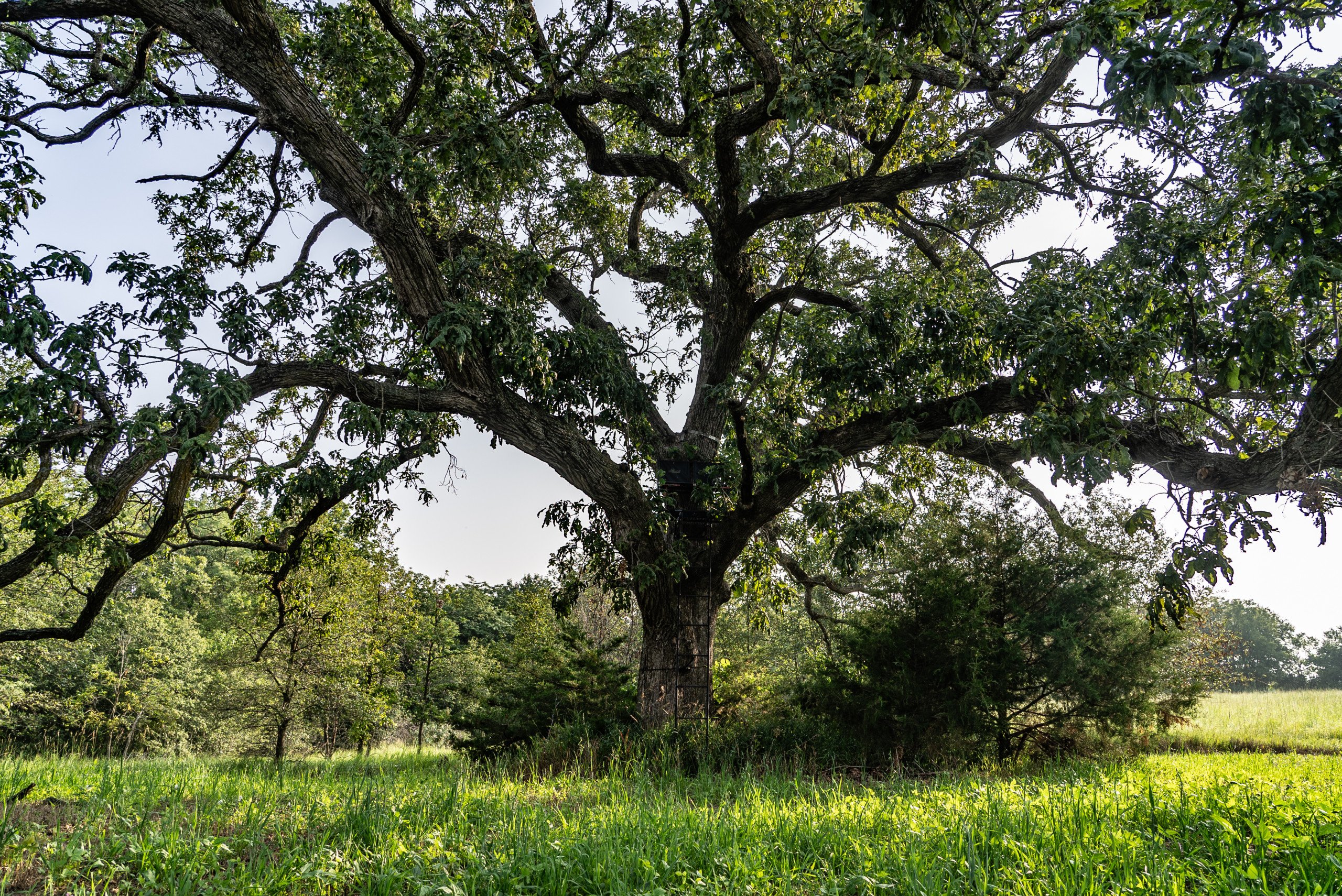 land-van-buren-county-iowa-1306-acres-listing-number-17013-DSC04569-4.jpg