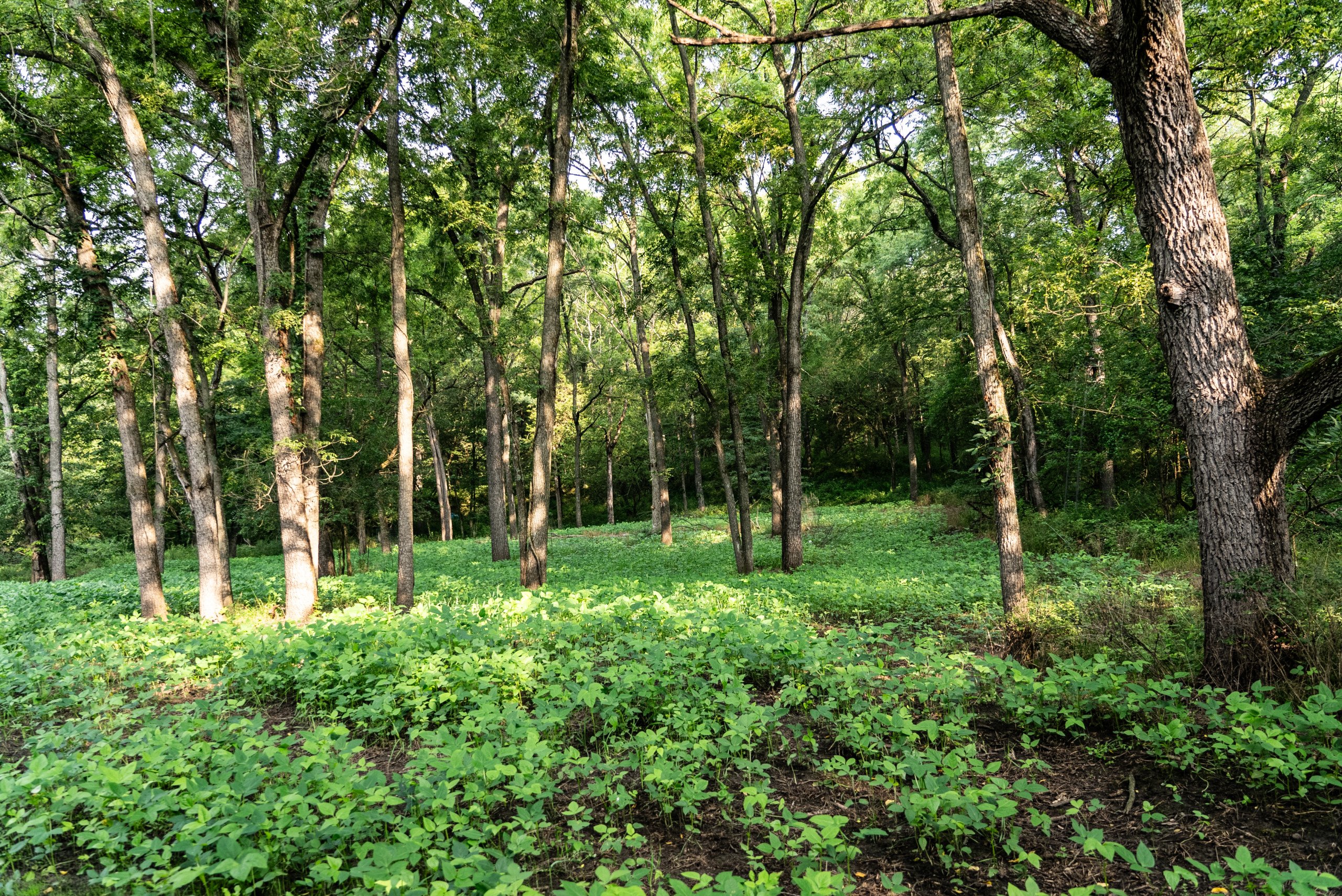 land-van-buren-county-iowa-1306-acres-listing-number-17013-DSC04572-0.jpg