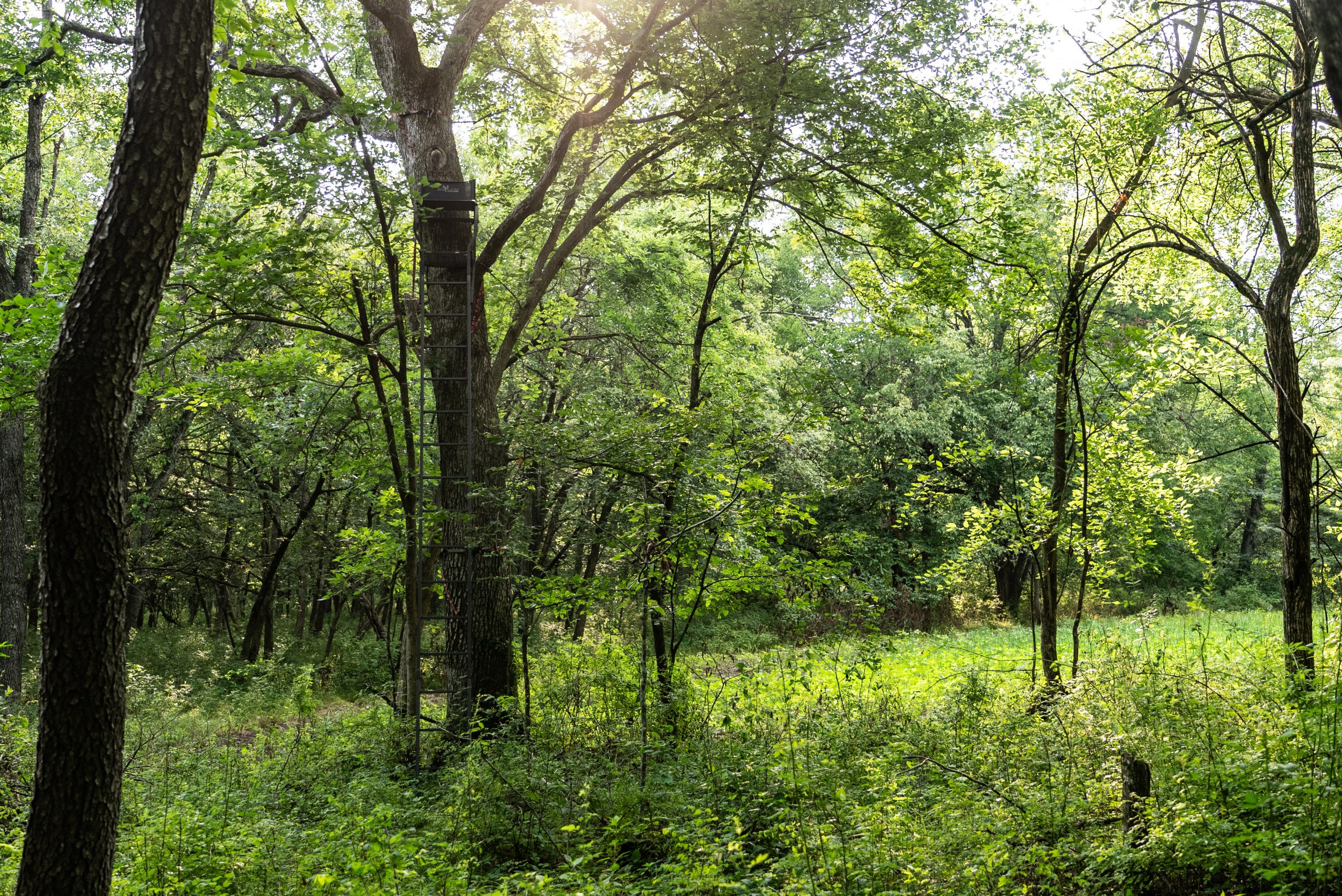 land-van-buren-county-iowa-1306-acres-listing-number-17013-DSC04583-2.jpg