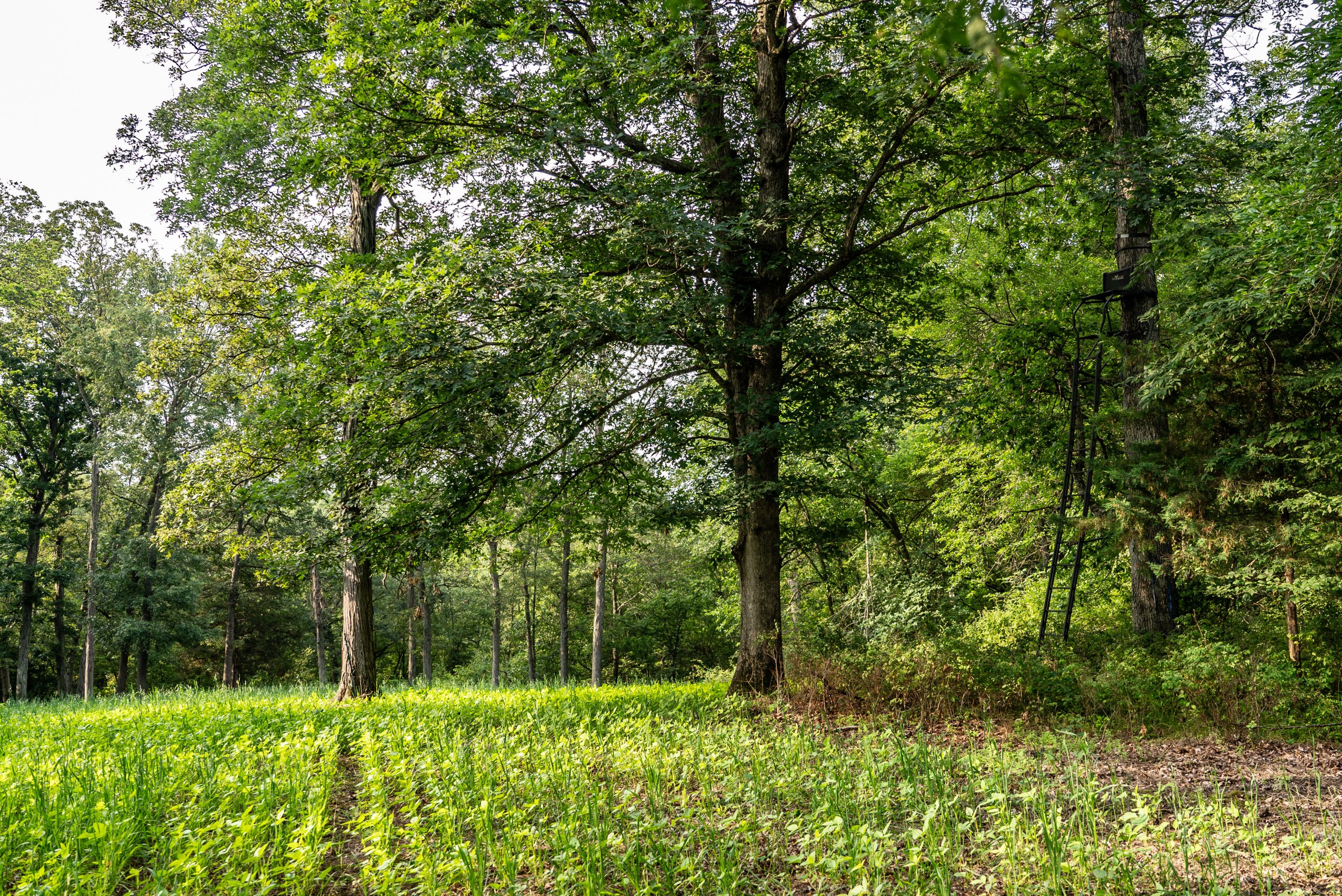 land-van-buren-county-iowa-1306-acres-listing-number-17013-DSC04589-3.jpg