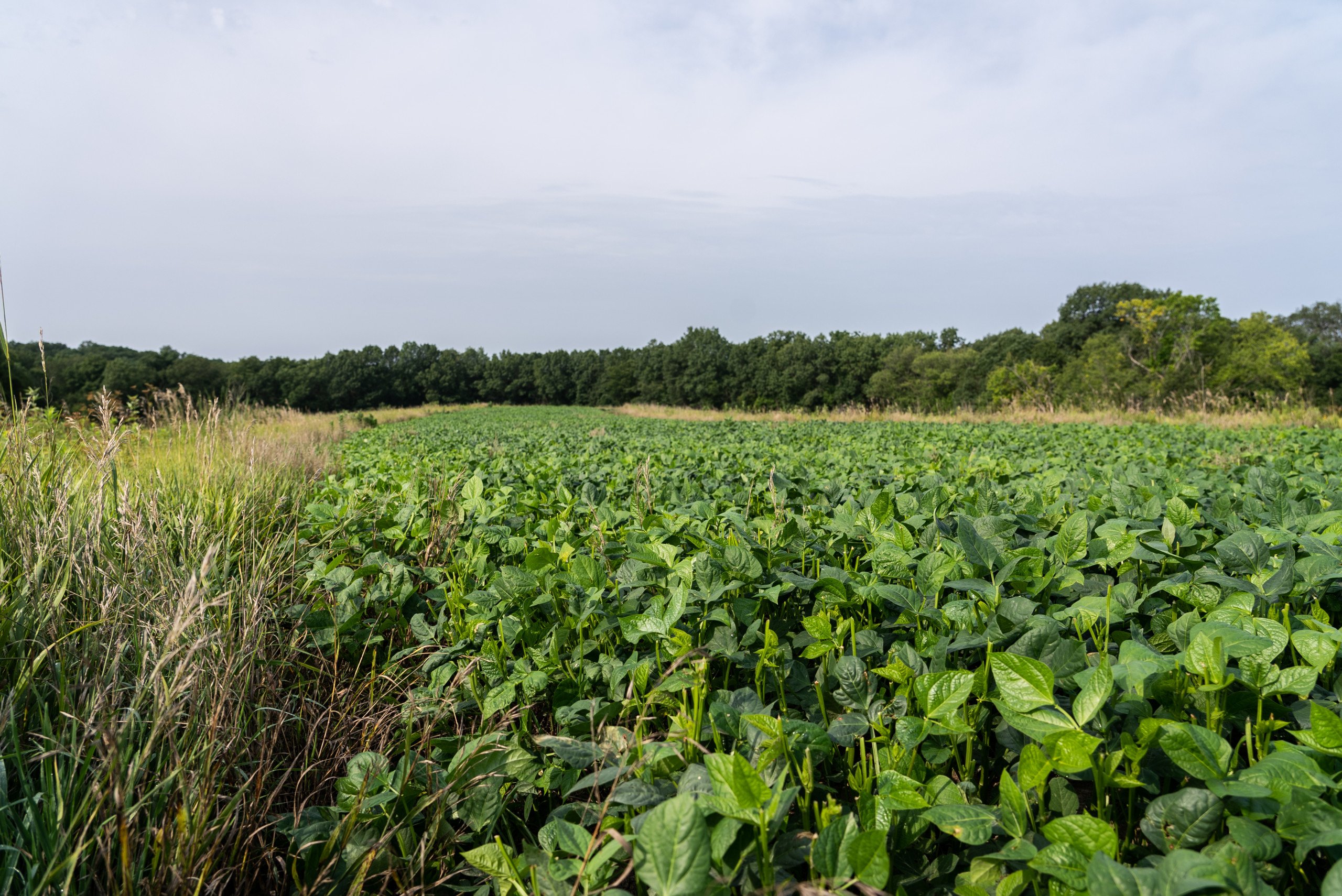 land-van-buren-county-iowa-1306-acres-listing-number-17013-DSC04626-3.jpg