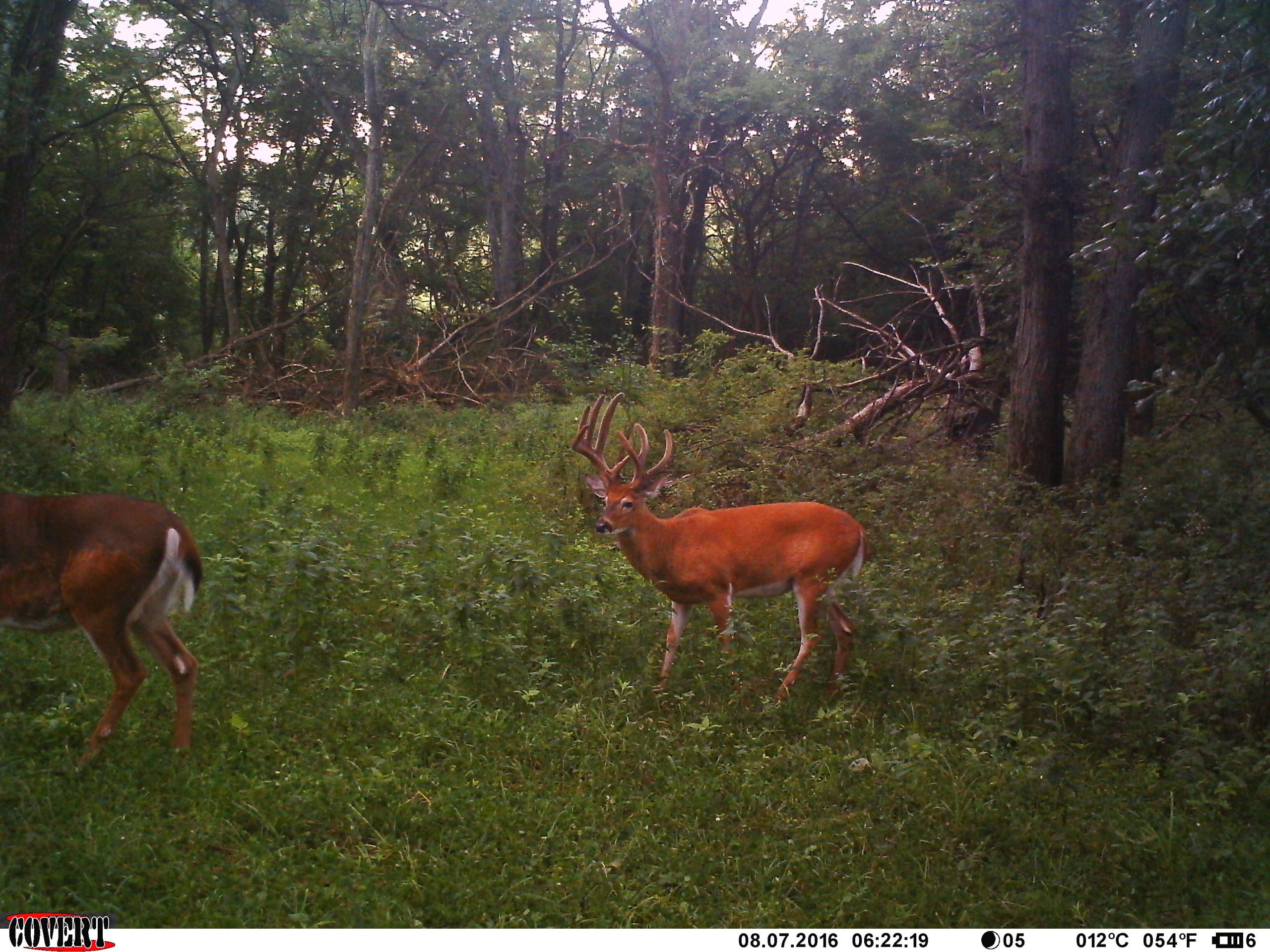 land-van-buren-county-iowa-1306-acres-listing-number-17013-IMAG1444-2.jpg