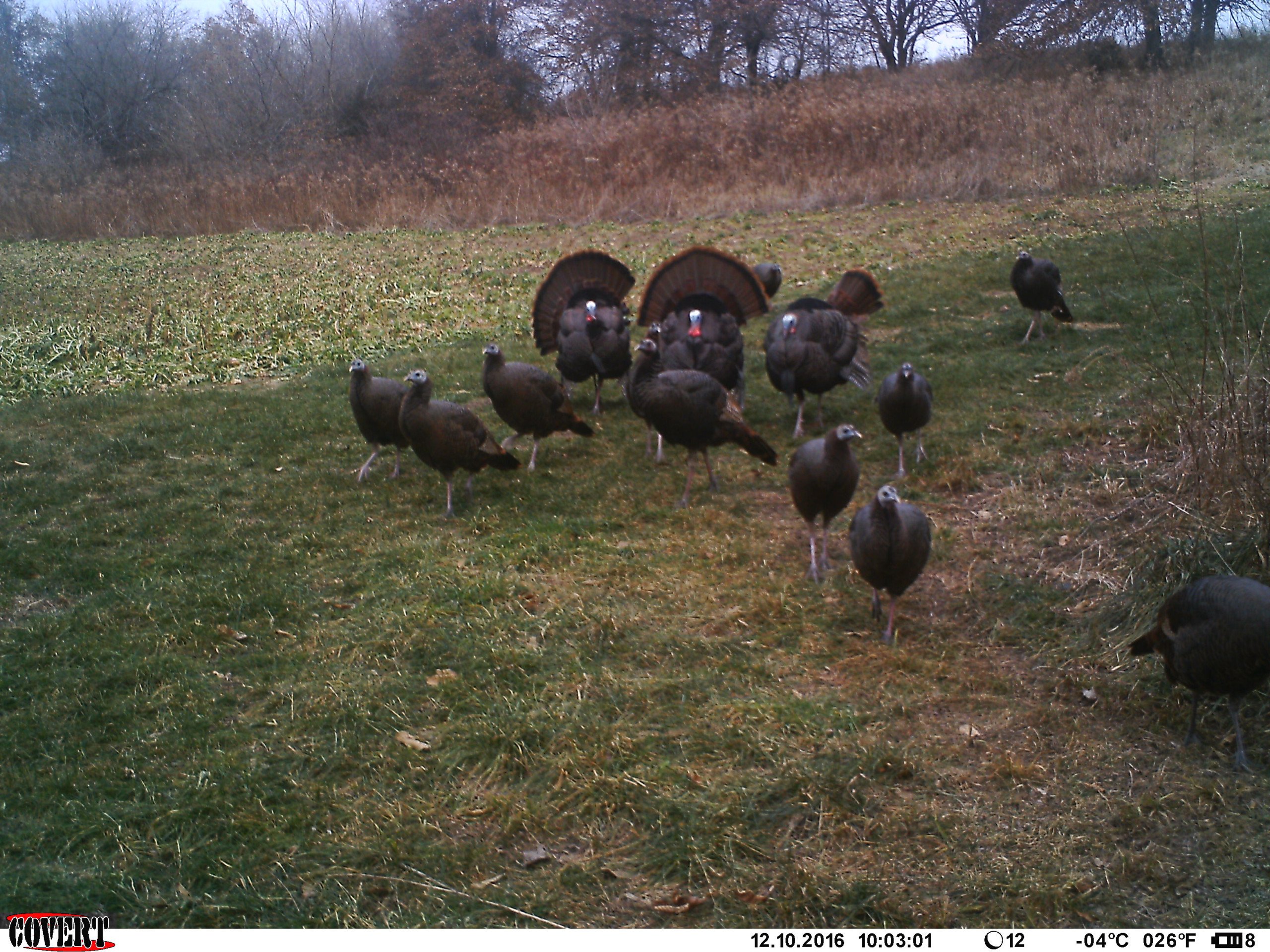 land-van-buren-county-iowa-1306-acres-listing-number-17013-IMAG4059-4.jpg