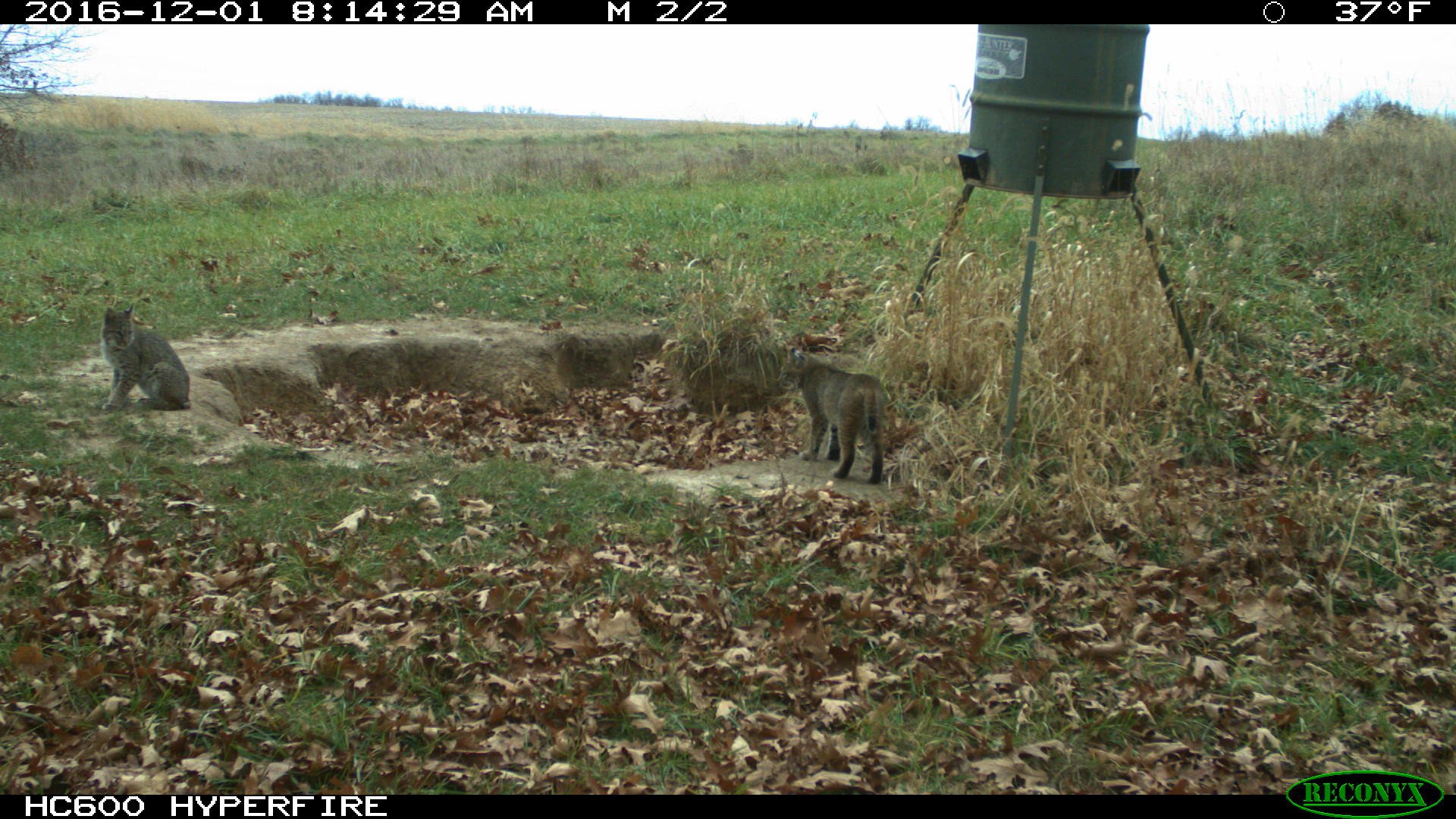 land-van-buren-county-iowa-1306-acres-listing-number-17013-IMG_0092-6.jpg