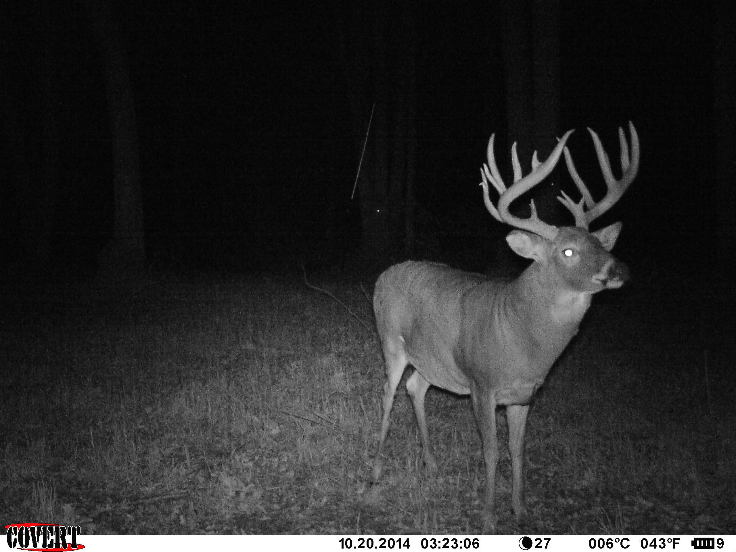 land-van-buren-county-iowa-1306-acres-listing-number-17013-Split Oak Buck 10-11.jpg