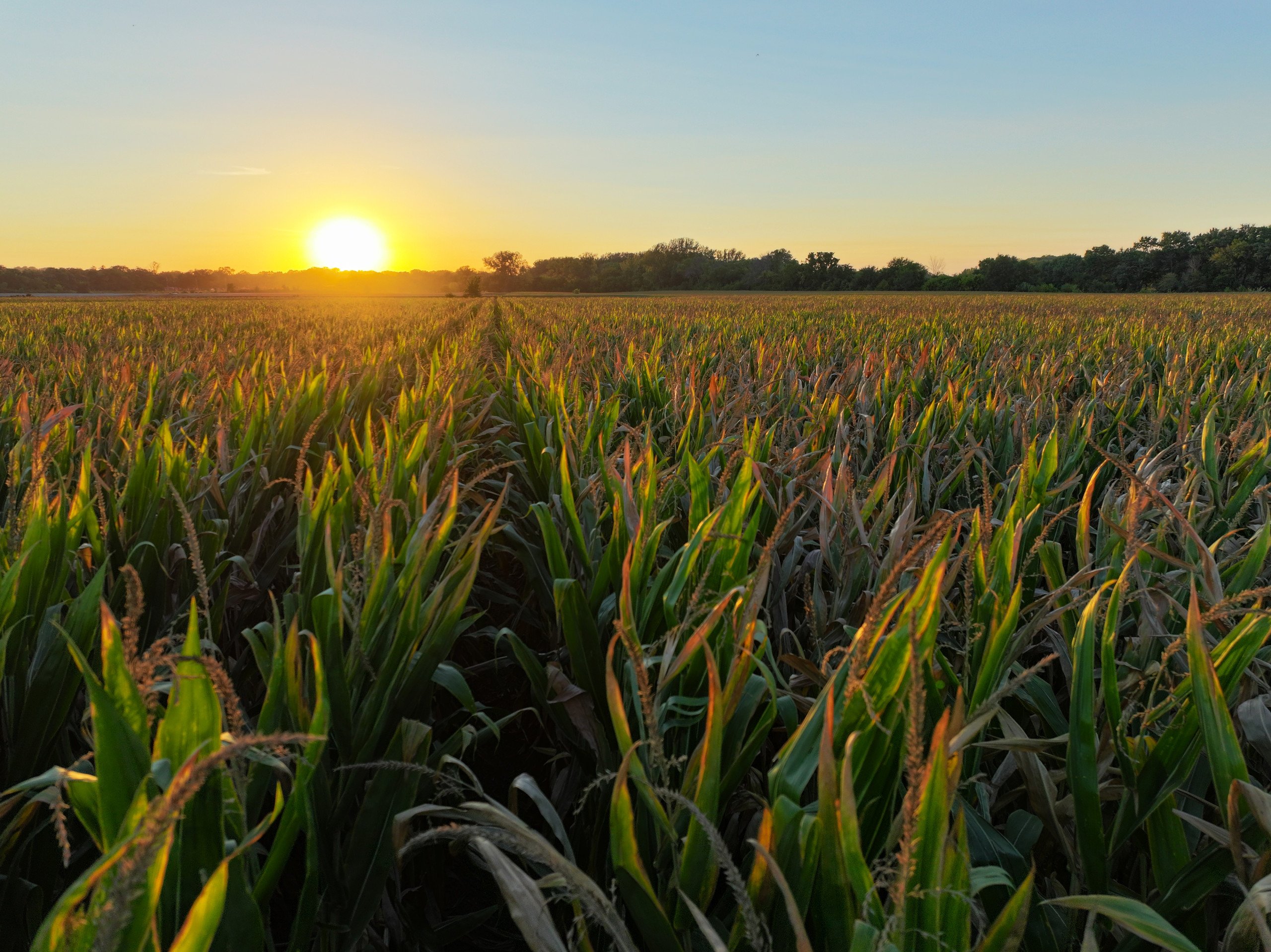 land-dallas-county-iowa-89-acres-listing-number-17014-Photo 3-9.jpg