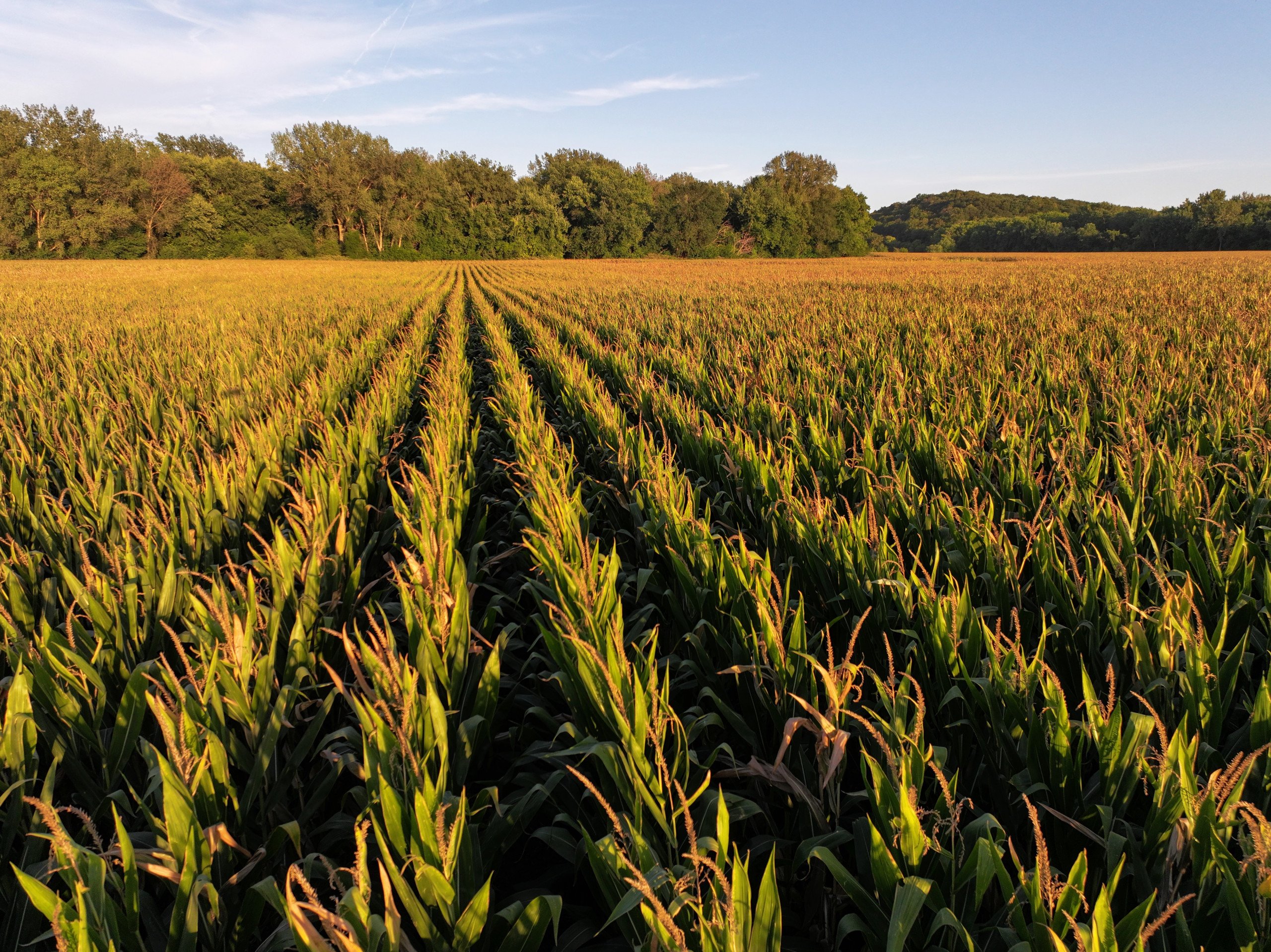 land-dallas-county-iowa-89-acres-listing-number-17014-Photo 5-4.jpg