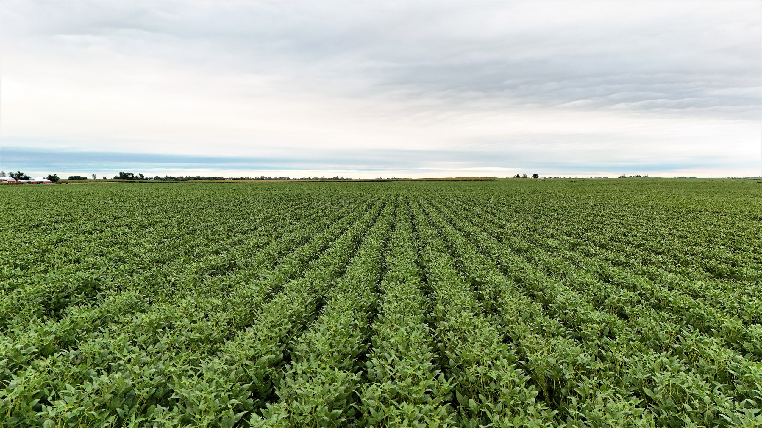 auctions-land-boone-county-iowa-160-acres-listing-number-17022-ground 2-1.jpg