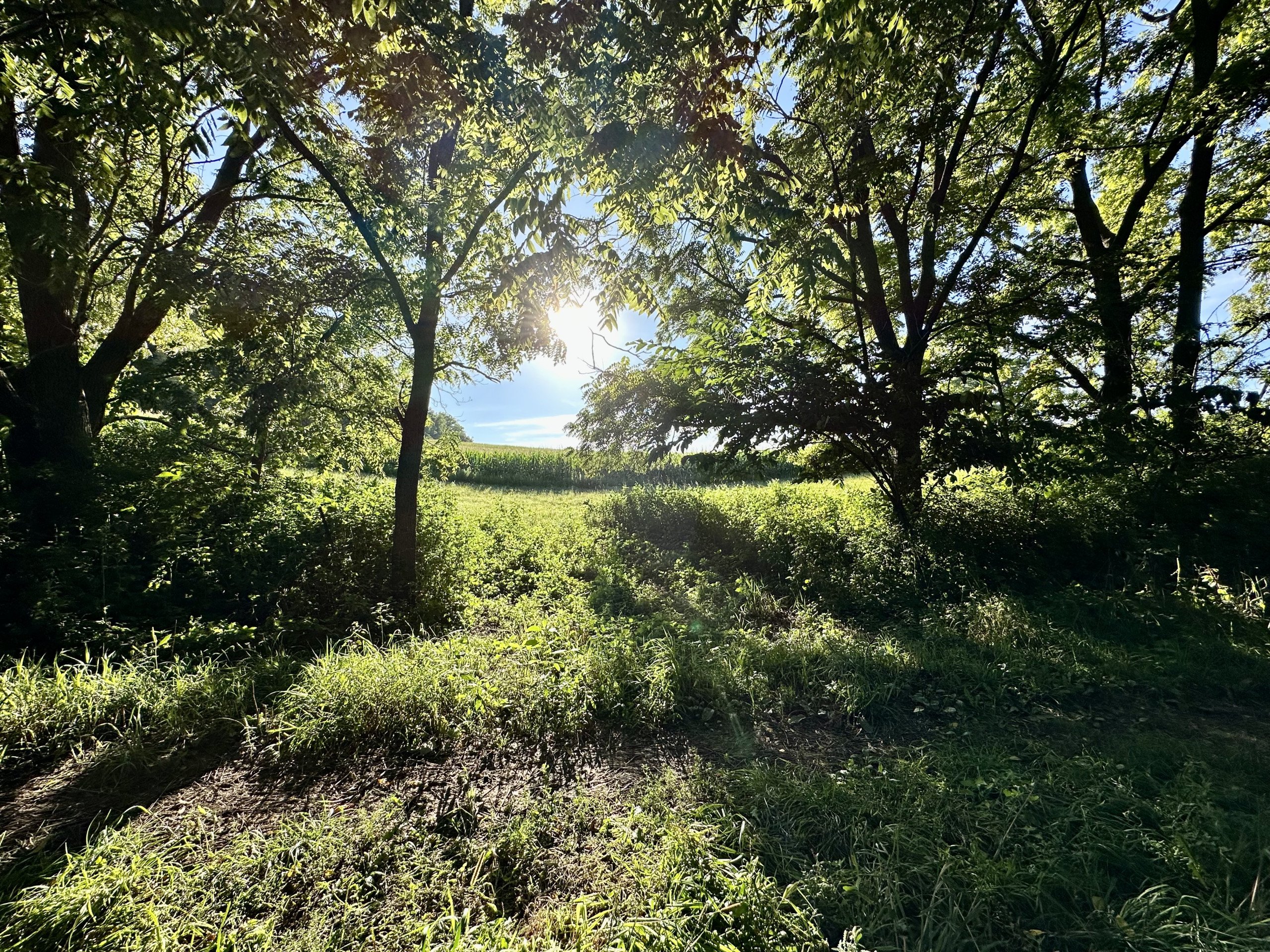 green-county-wisconsin-217-acres-listing-number-17055-Photo Aug 16 2023, 6 08 58 PM-2.jpg