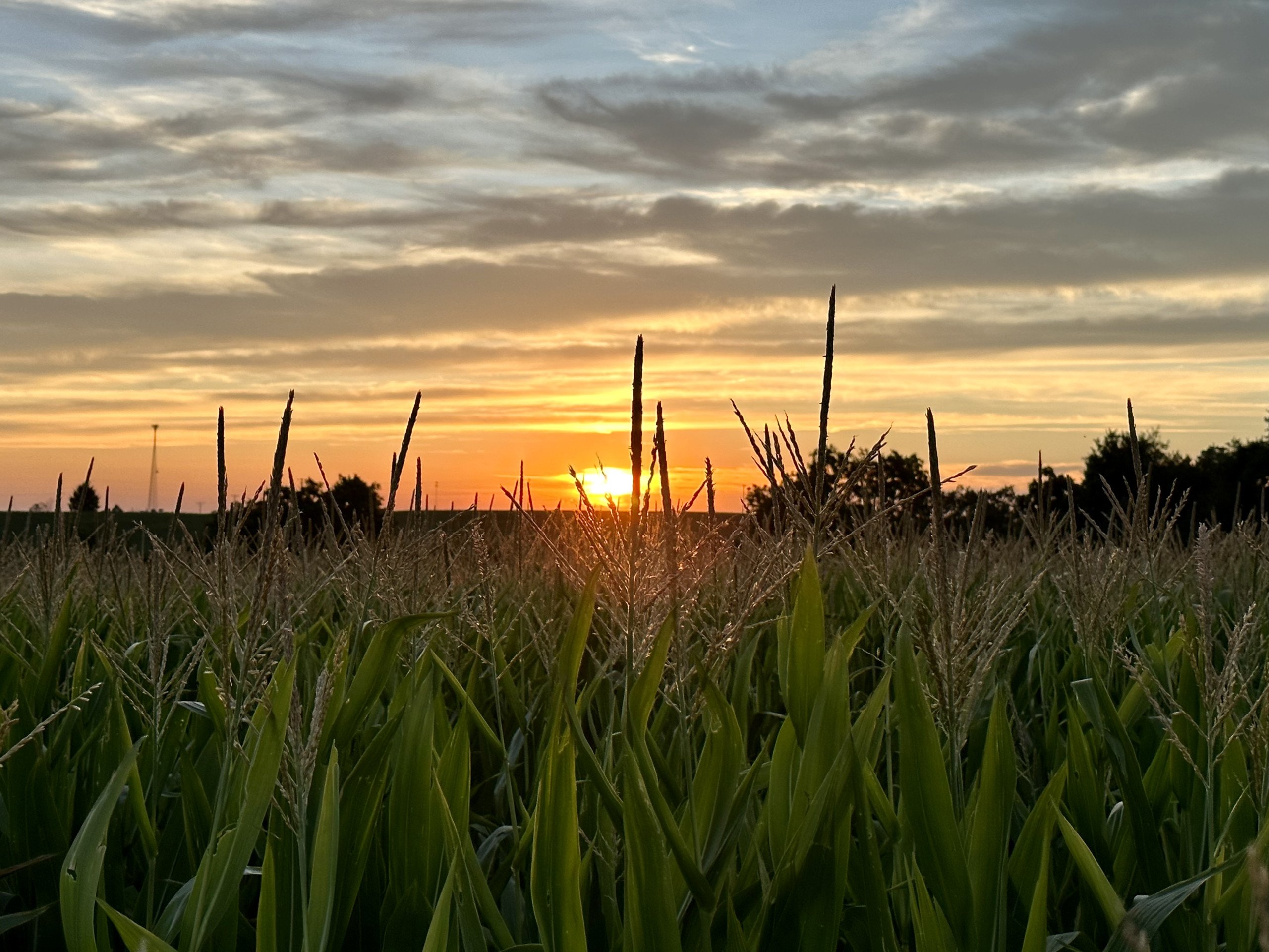 green-county-wisconsin-217-acres-listing-number-17055-Photo Aug 16 2023, 7 51 58 PM-2.jpg