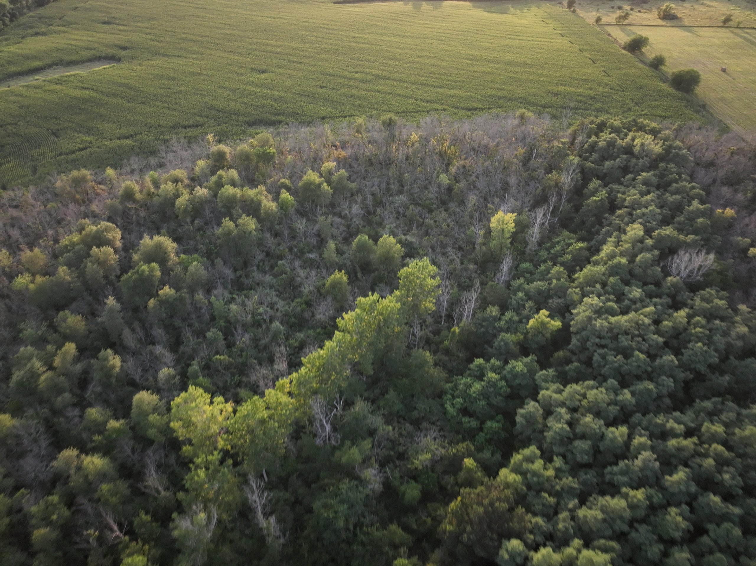 land-warren-county-iowa-114-acres-listing-number-17089-DJI_0368-3.jpg