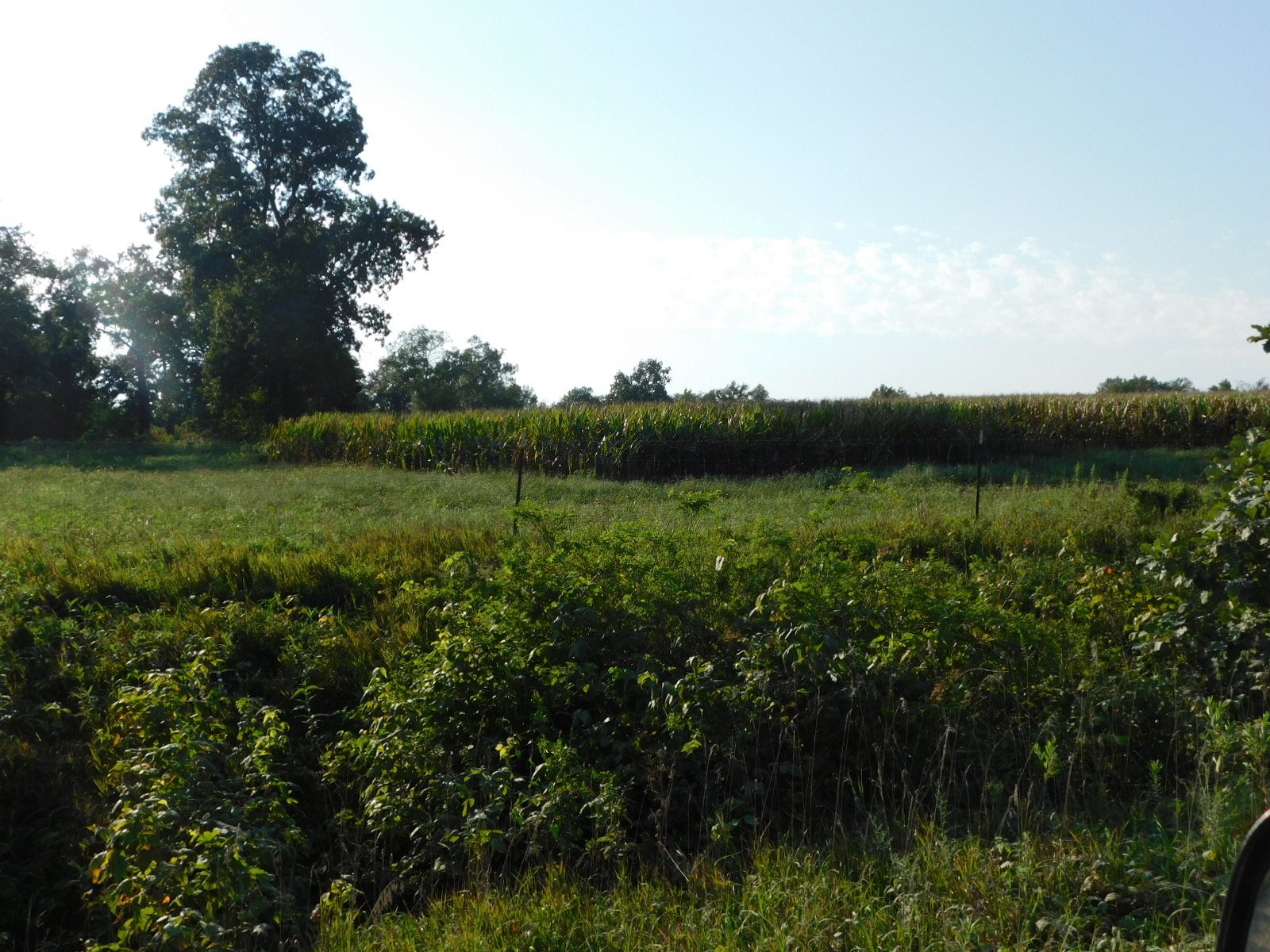 Crop Land - Southeast Corner - View to West