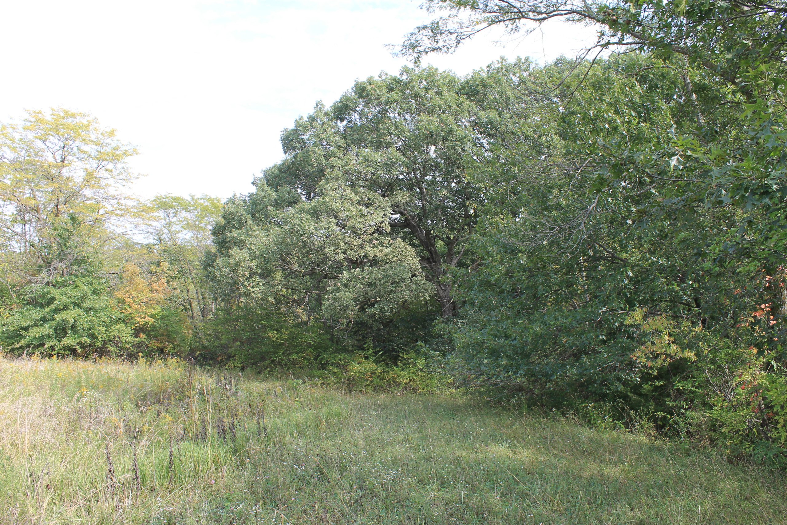 residential-land-warren-county-iowa-34-acres-listing-number-17112-IMG_5332-1.jpg