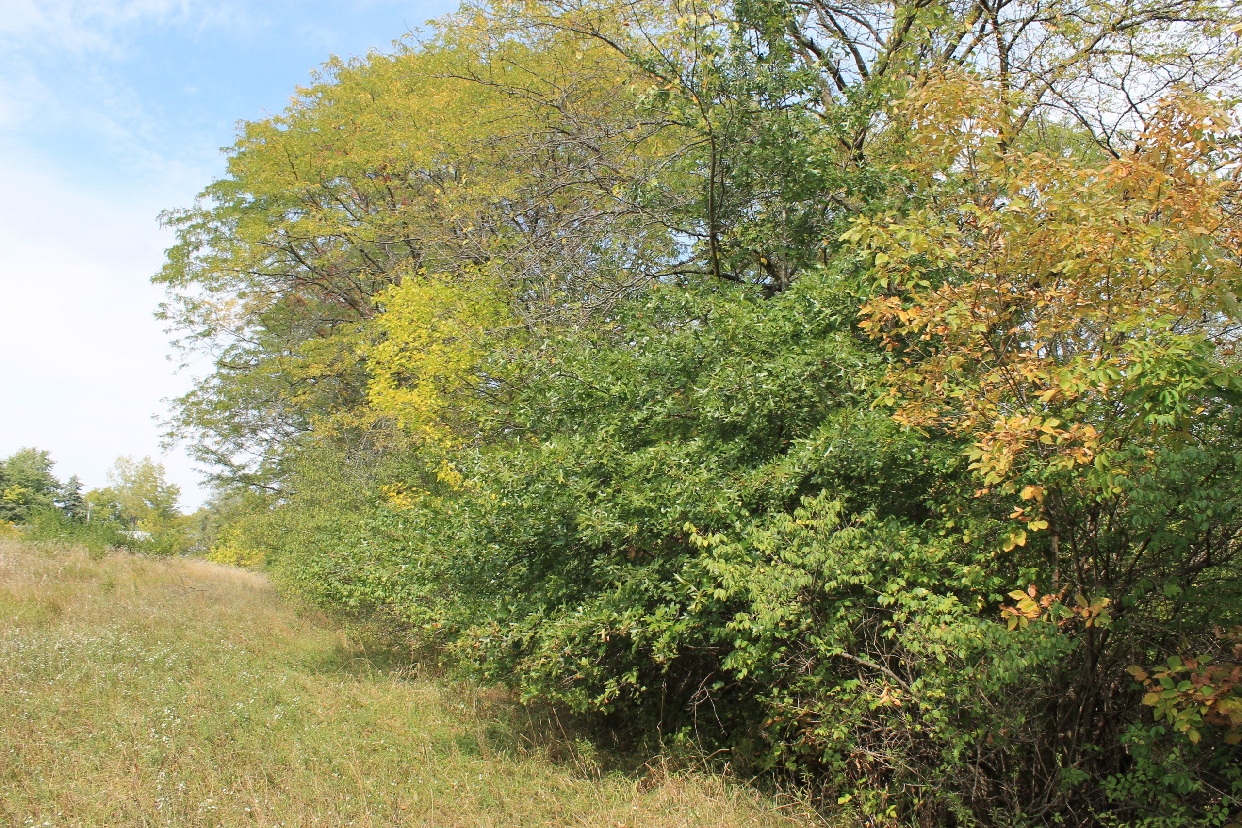 residential-land-warren-county-iowa-34-acres-listing-number-17112-IMG_5334-3.jpg