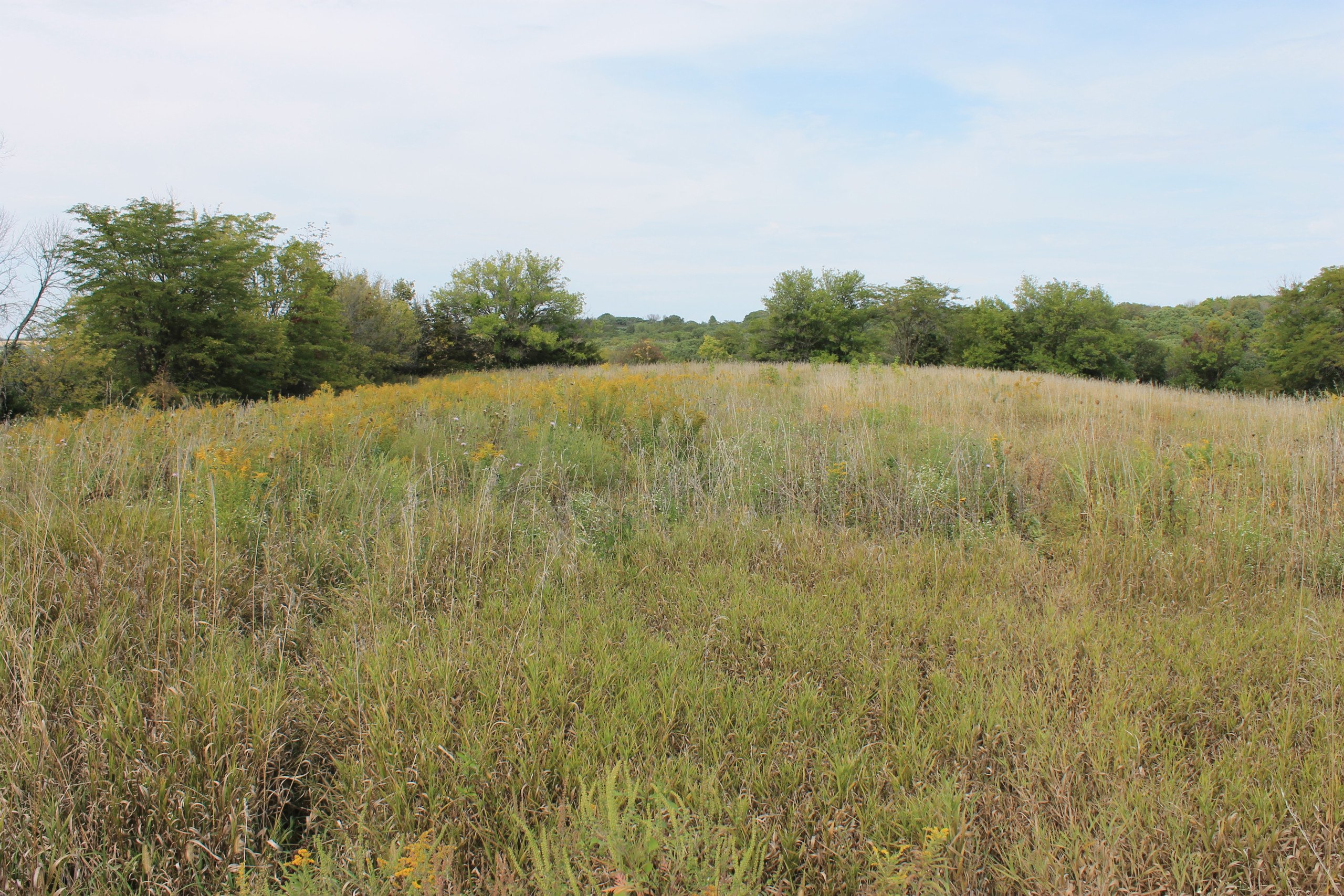 residential-land-warren-county-iowa-34-acres-listing-number-17112-IMG_5347-4.jpg