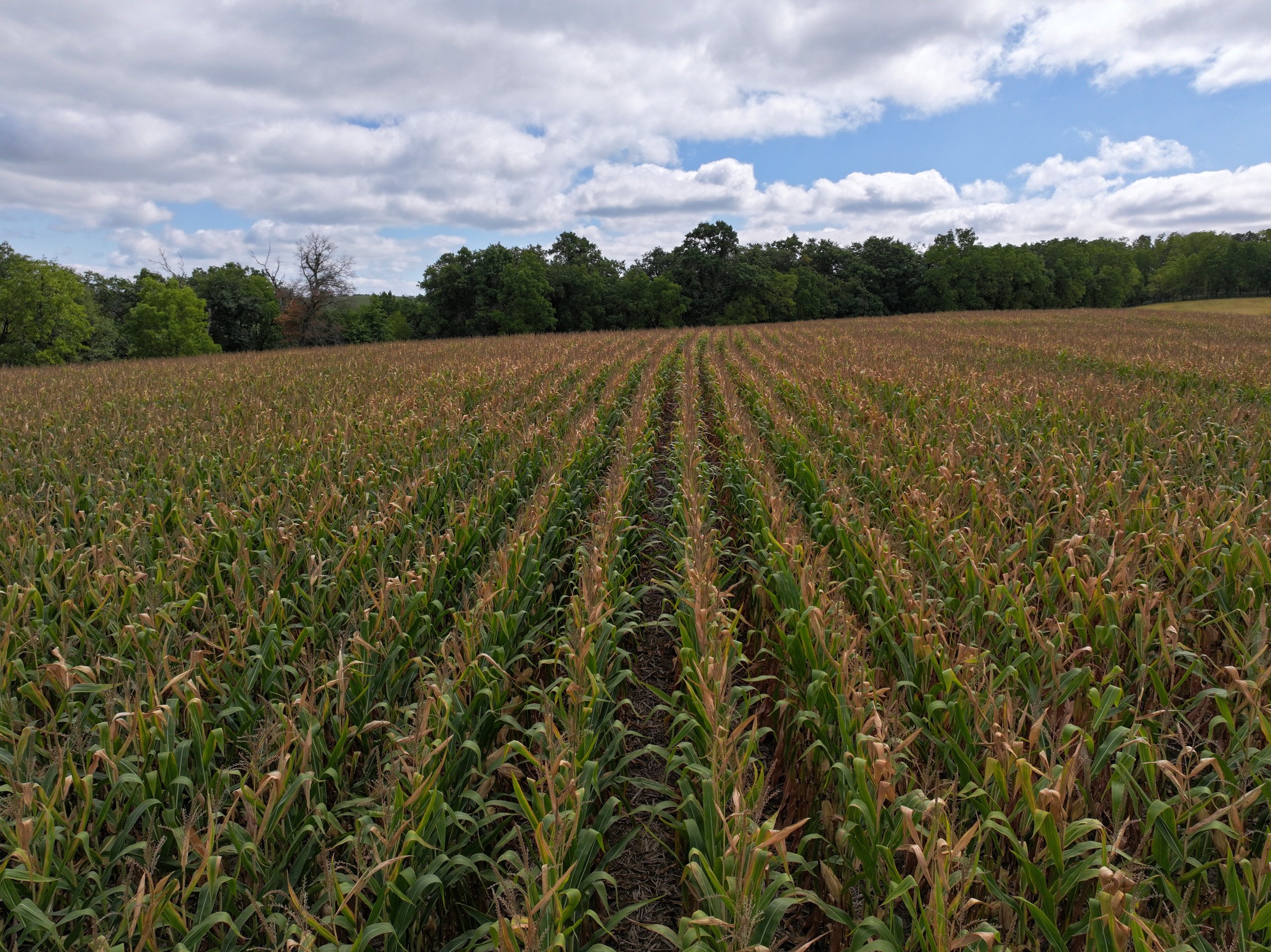 land-grant-county-wisconsin-105-acres-listing-number-17128-DJI_20230913134126_0039_D-0.jpg