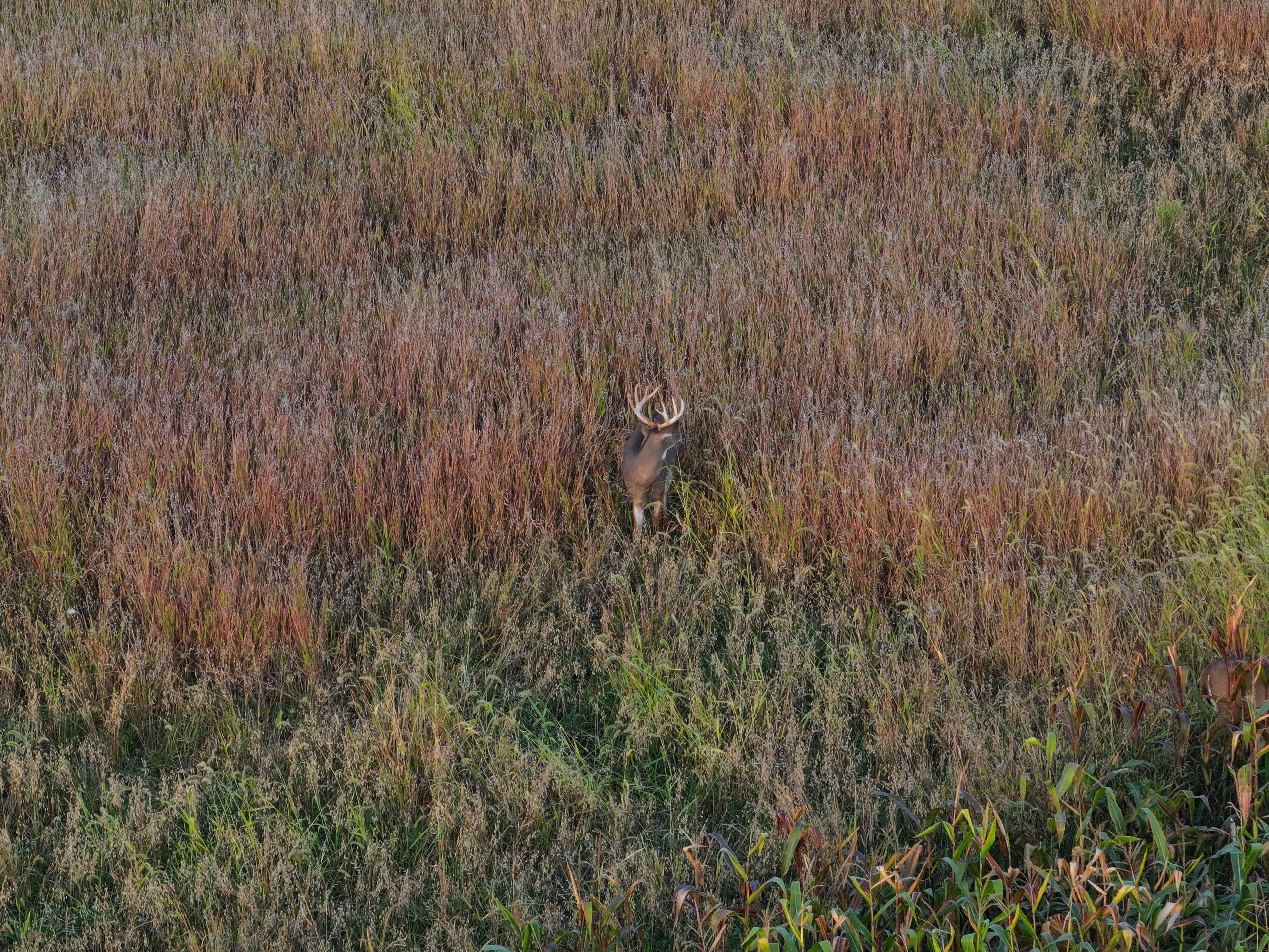 land-grant-county-wisconsin-105-acres-listing-number-17128-DJI_20230913191827_0063_D-0.jpg