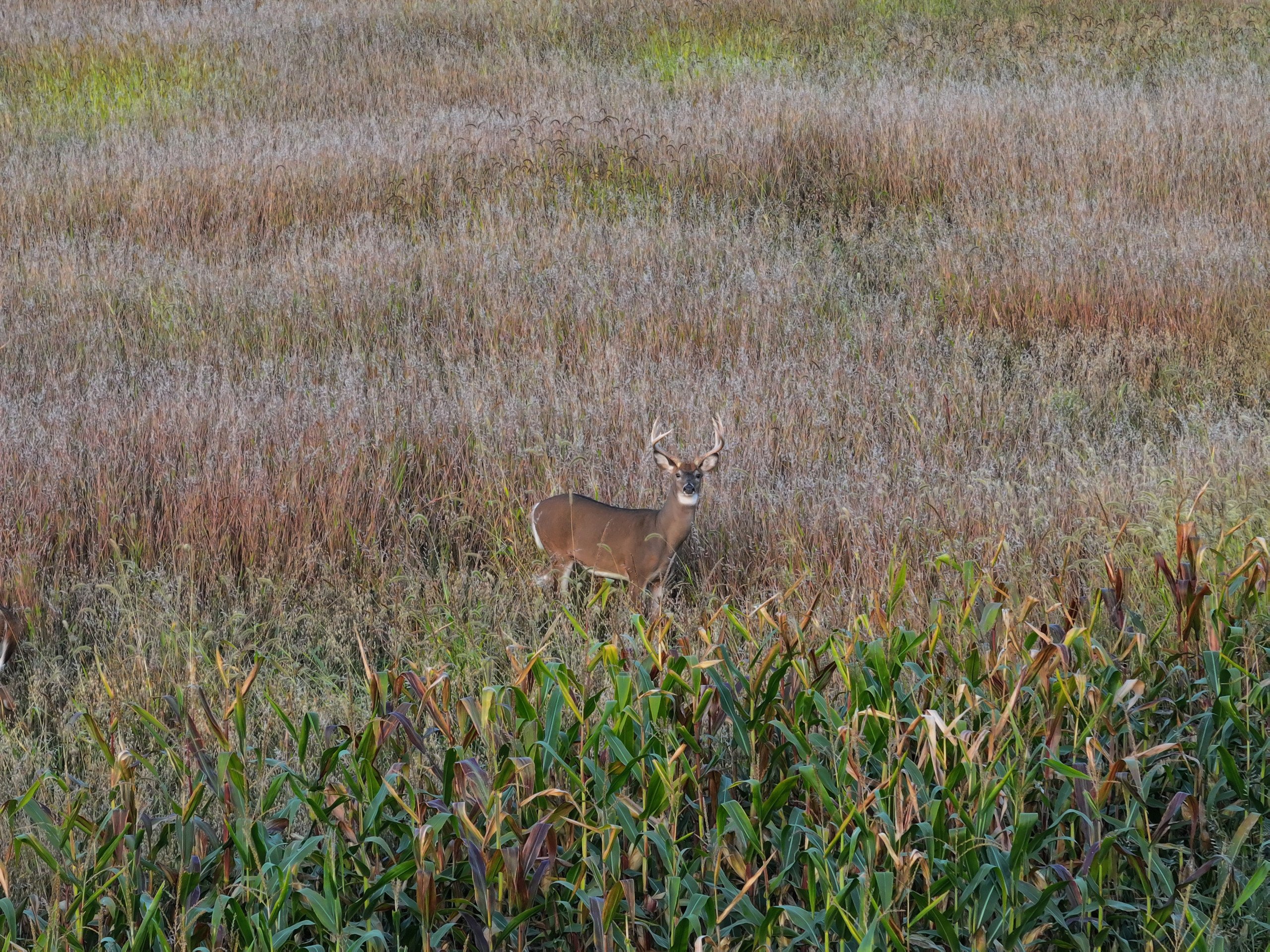 land-grant-county-wisconsin-105-acres-listing-number-17128-DJI_20230913191957_0065_D-0.jpg