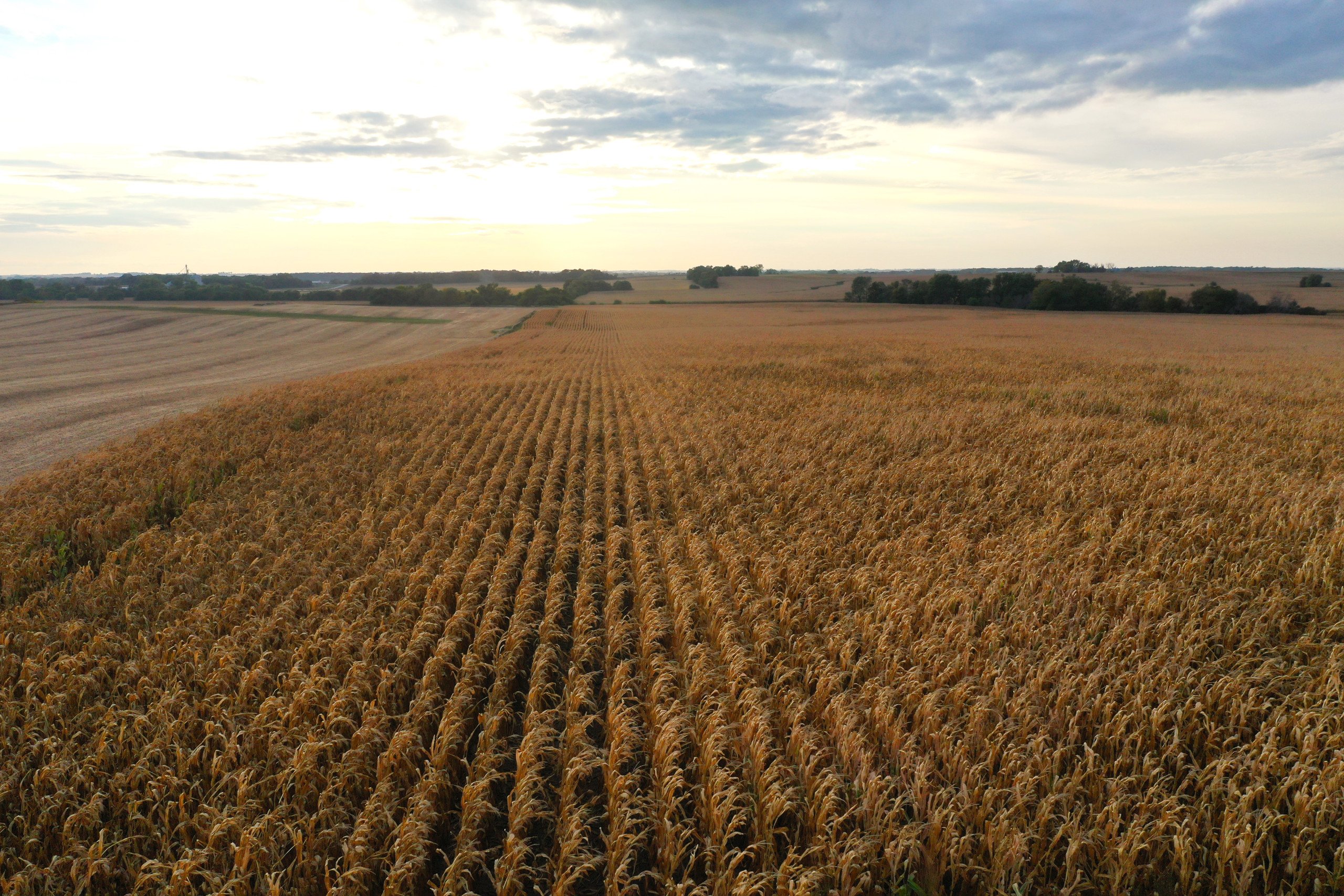 land-black-hawk-county-iowa-80-acres-listing-number-17149-DJI_0770-1.jpg