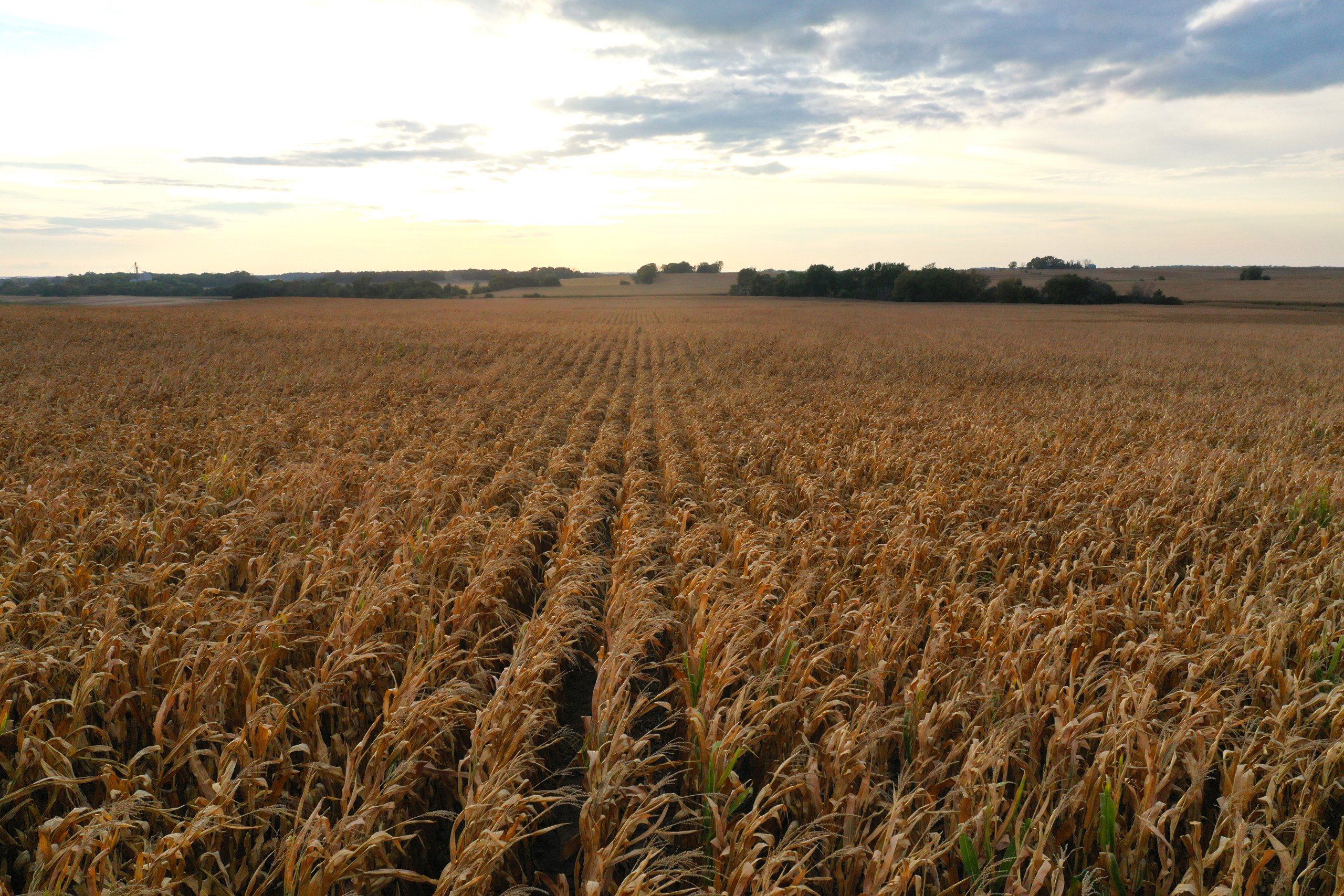 land-black-hawk-county-iowa-80-acres-listing-number-17149-DJI_0774-0.jpg