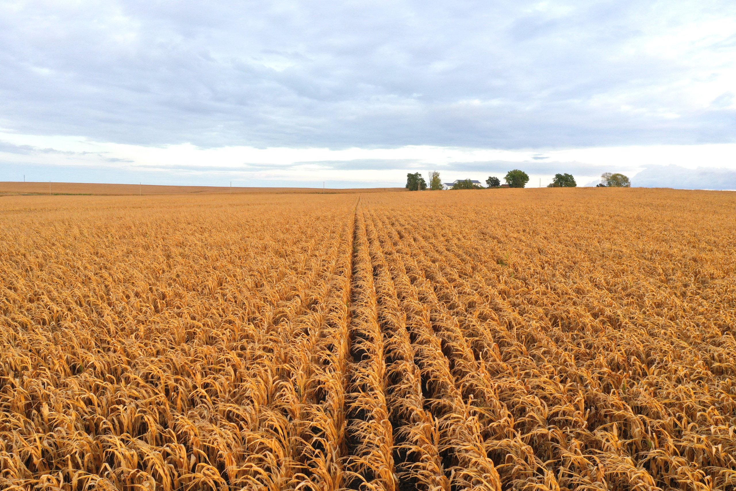 land-black-hawk-county-iowa-80-acres-listing-number-17149-DJI_0788-2.jpg