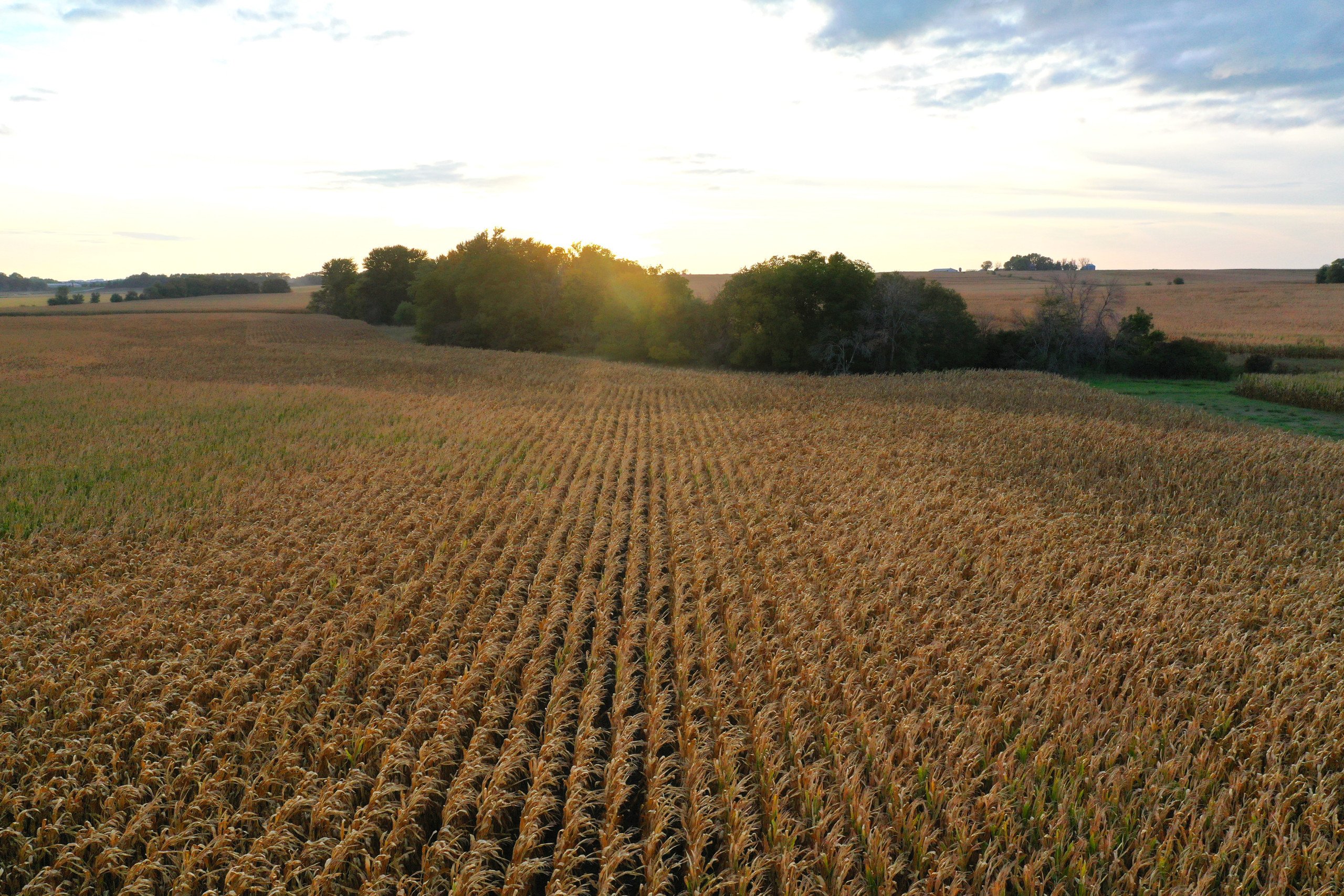 land-black-hawk-county-iowa-80-acres-listing-number-17149-DJI_0794-1.jpg