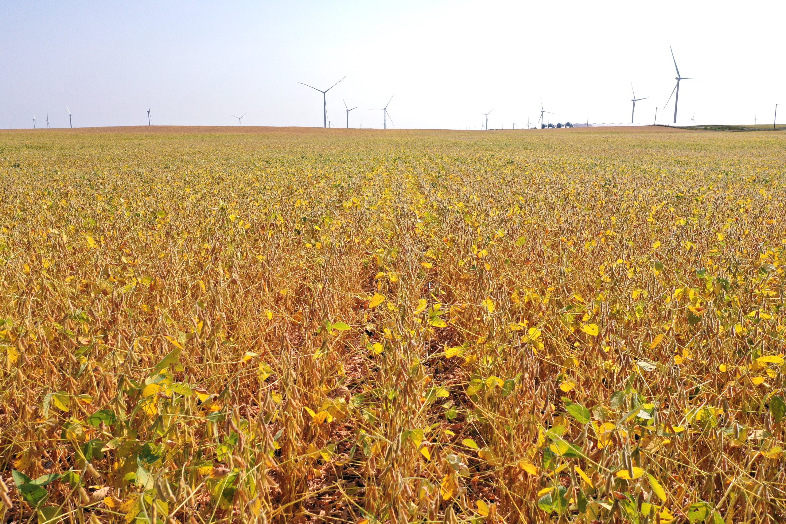 Hamilton County, Iowa Land Auction